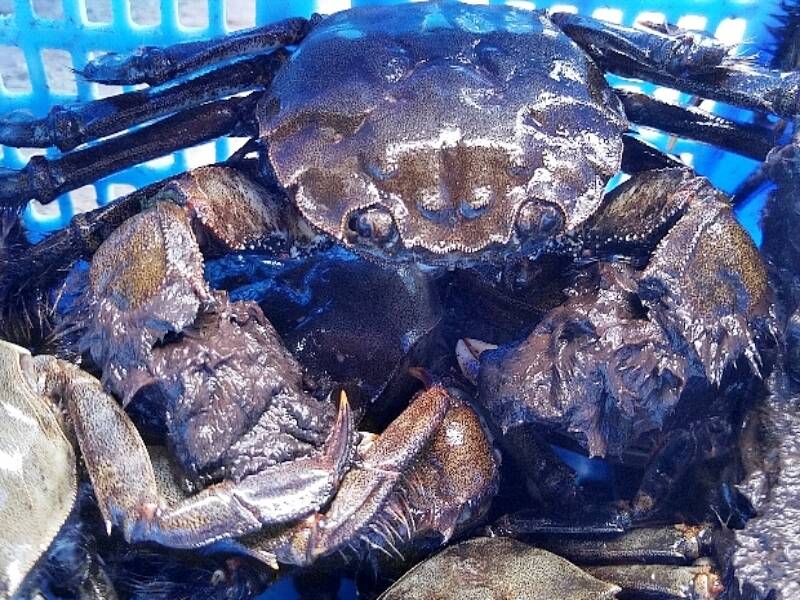 活モクズガニ海で漁獲品 小中サイズ2kg(目安 20-40杯) ツガニ