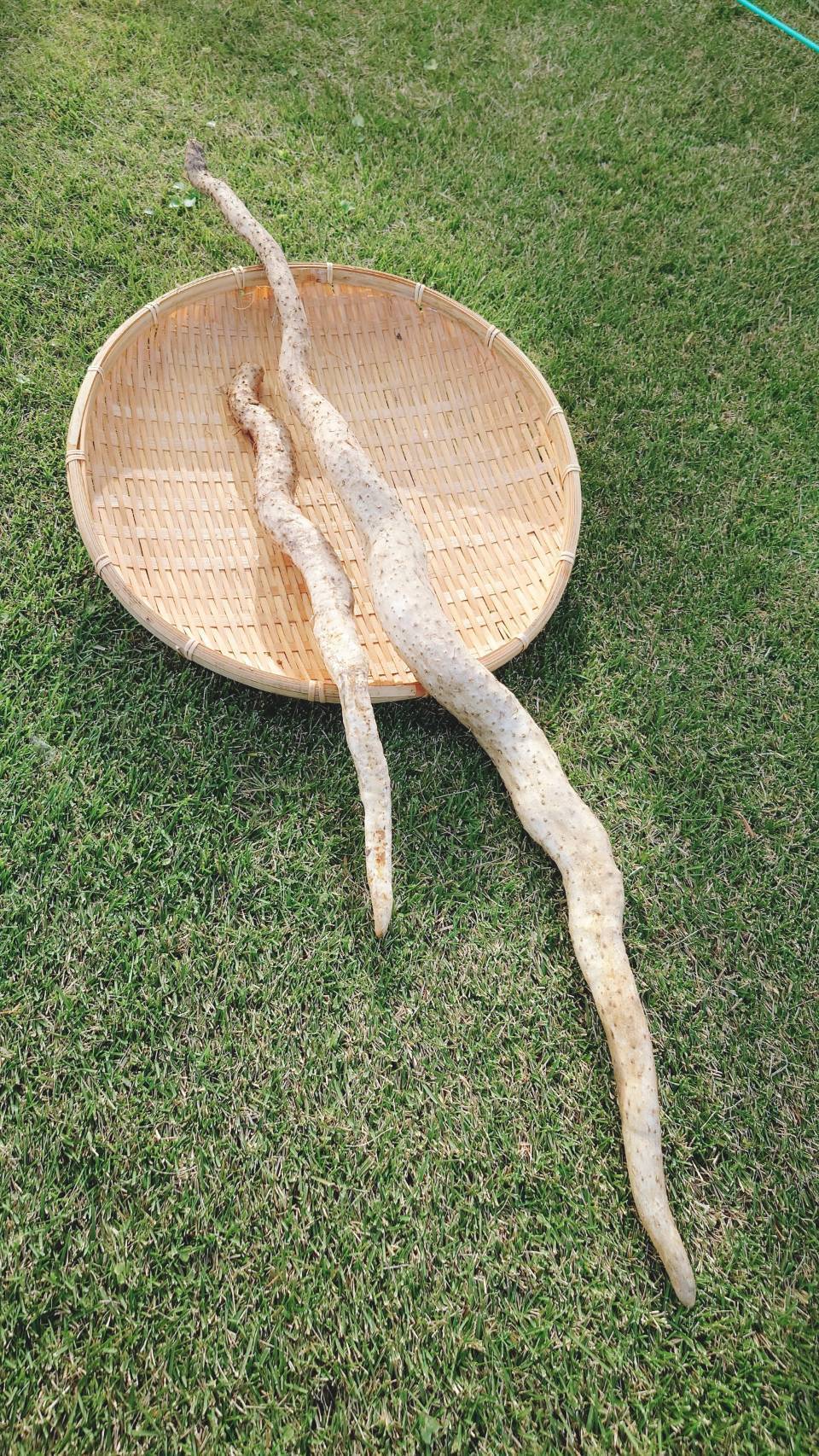 自然薯　天然 貴重な天然物】粘りと風味が最高！『自然薯』400g：新潟県産のその他