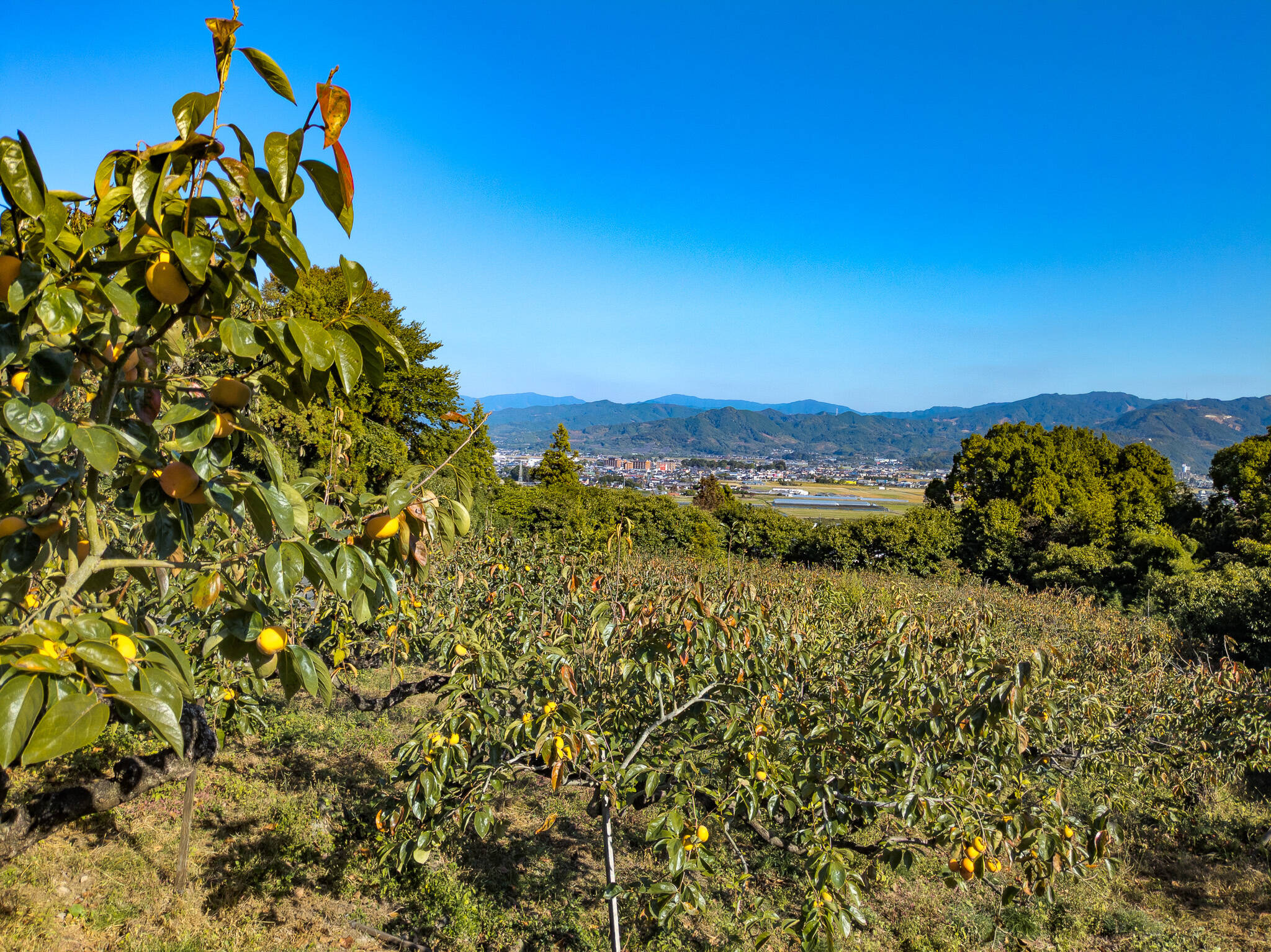 松田果樹園へのレビュー・商品：福岡県｜食べチョク｜産地直送(産直)お