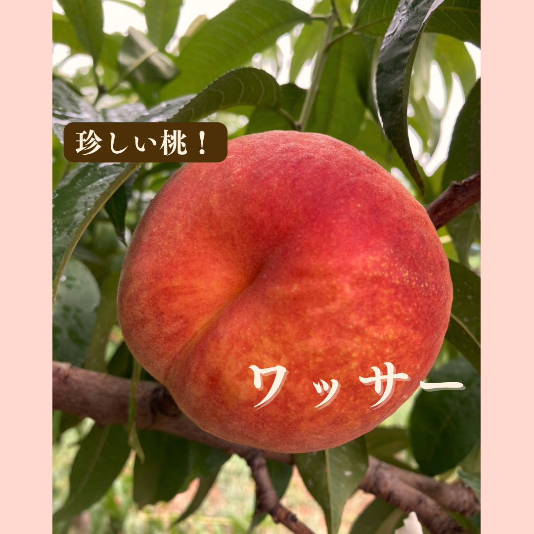 🍑レア桃🍑ワッサー（約2kg/8-11玉入り）夏ギフト・贈答用に