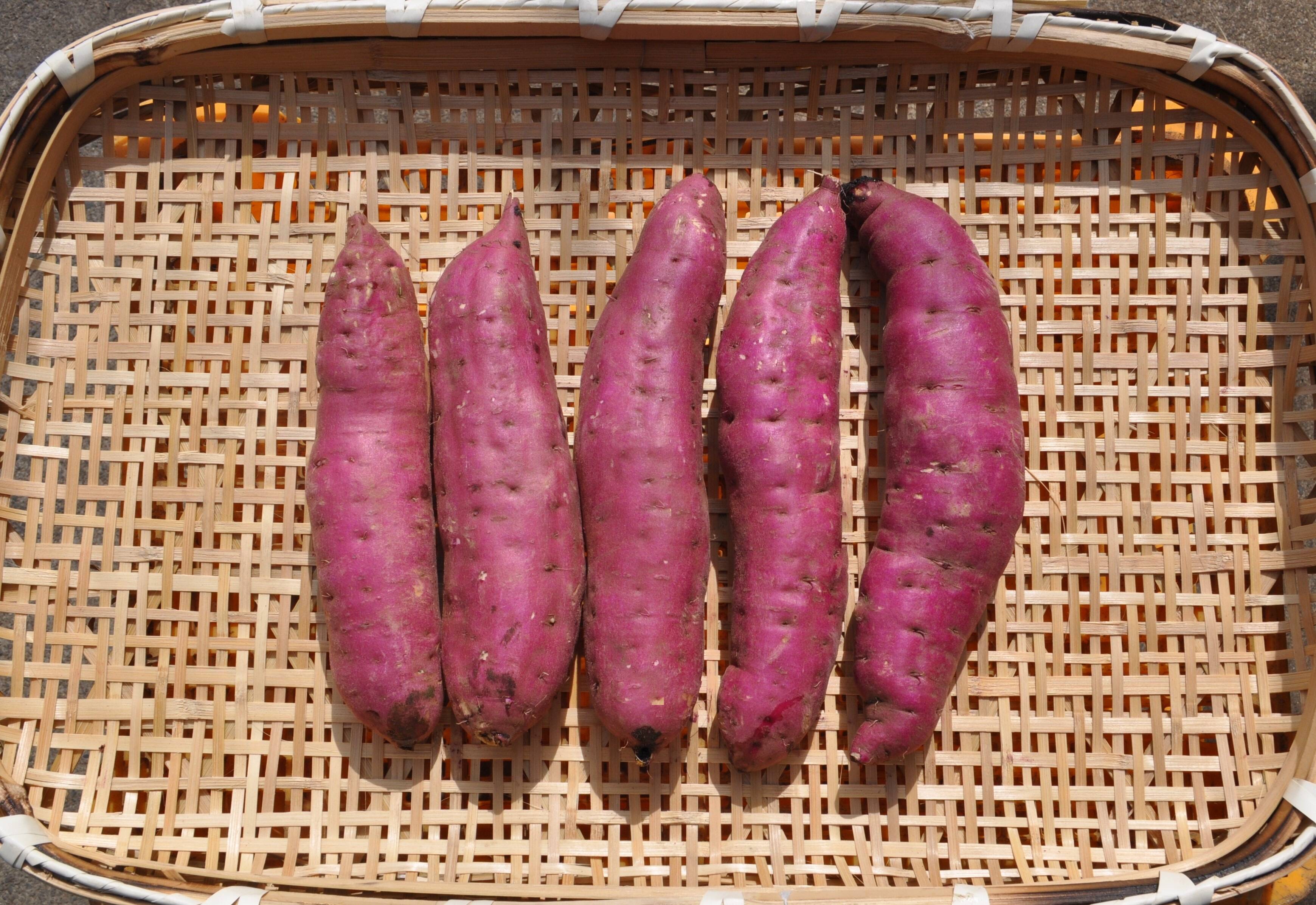 さつまいも　サツマイモ　野菜　紅はるか　茨城県ひたちなか市産