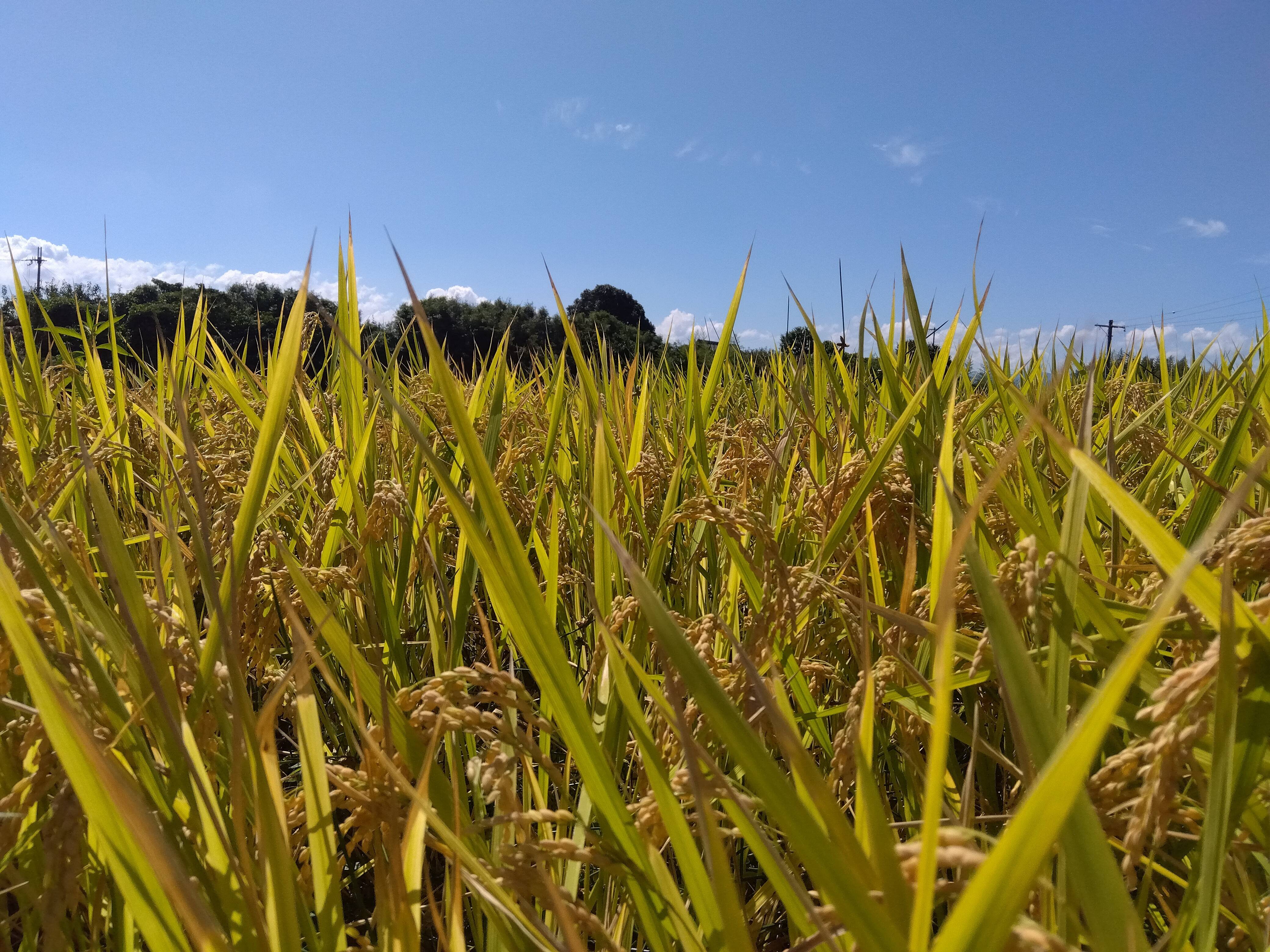 令和５年産 和歌山県橋本市栽培の玄米（約10キロ）：和歌山県産のお米｜食べチョク｜産地直送(産直)お取り寄せ通販 - 農家・漁師から旬の食材を直送