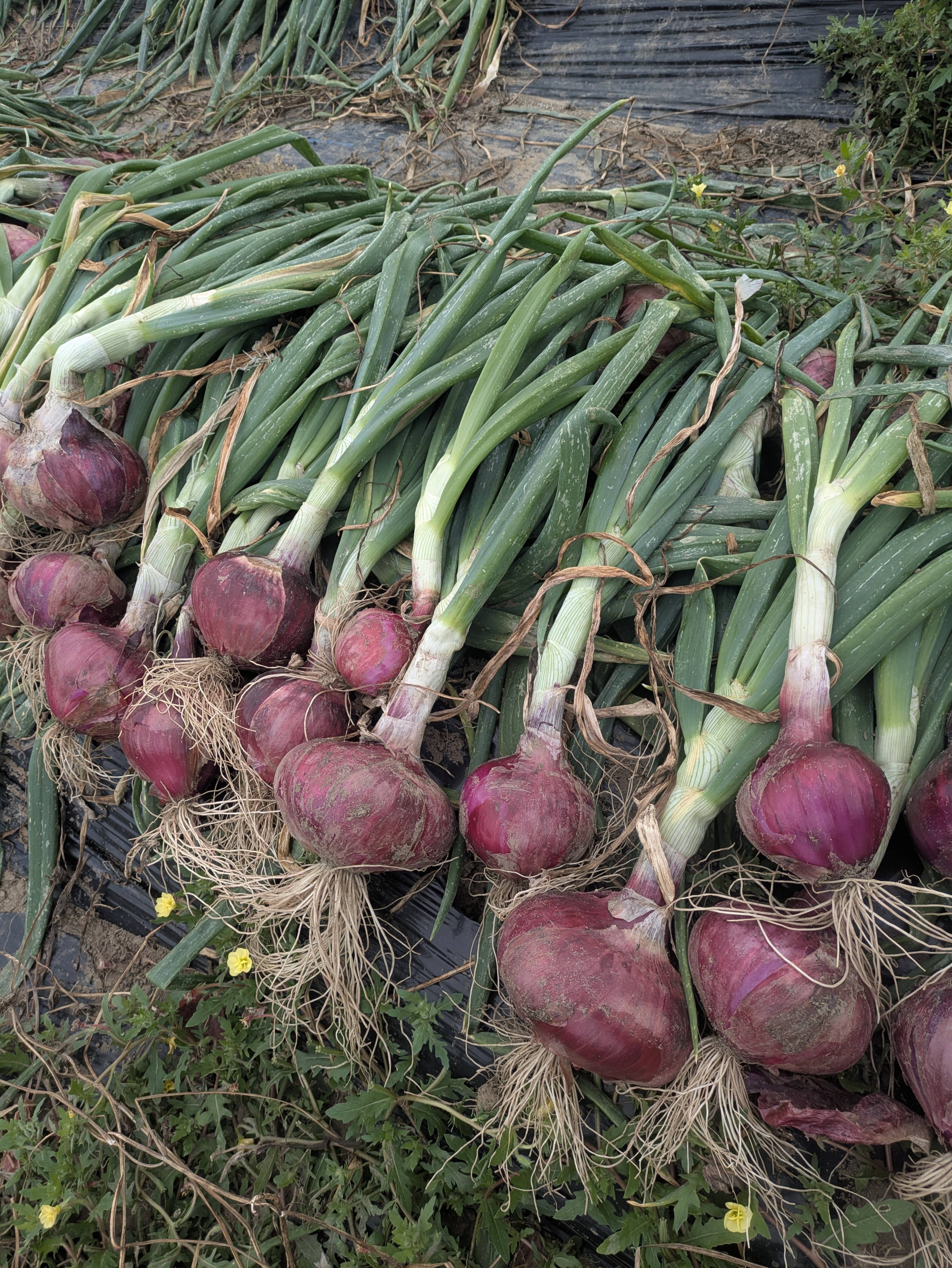 レッドアロー 極早生 赤玉ねぎ 1000本 ポット苗 農薬不使用 レッドアロー 極早生 赤玉ねぎ 1000本 ポット苗 農薬不使用 極早生赤
