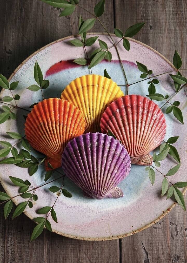 甘み濃厚さホタテ超え！？食べる宝石「ヒオウギ貝」【18枚】：大分県産