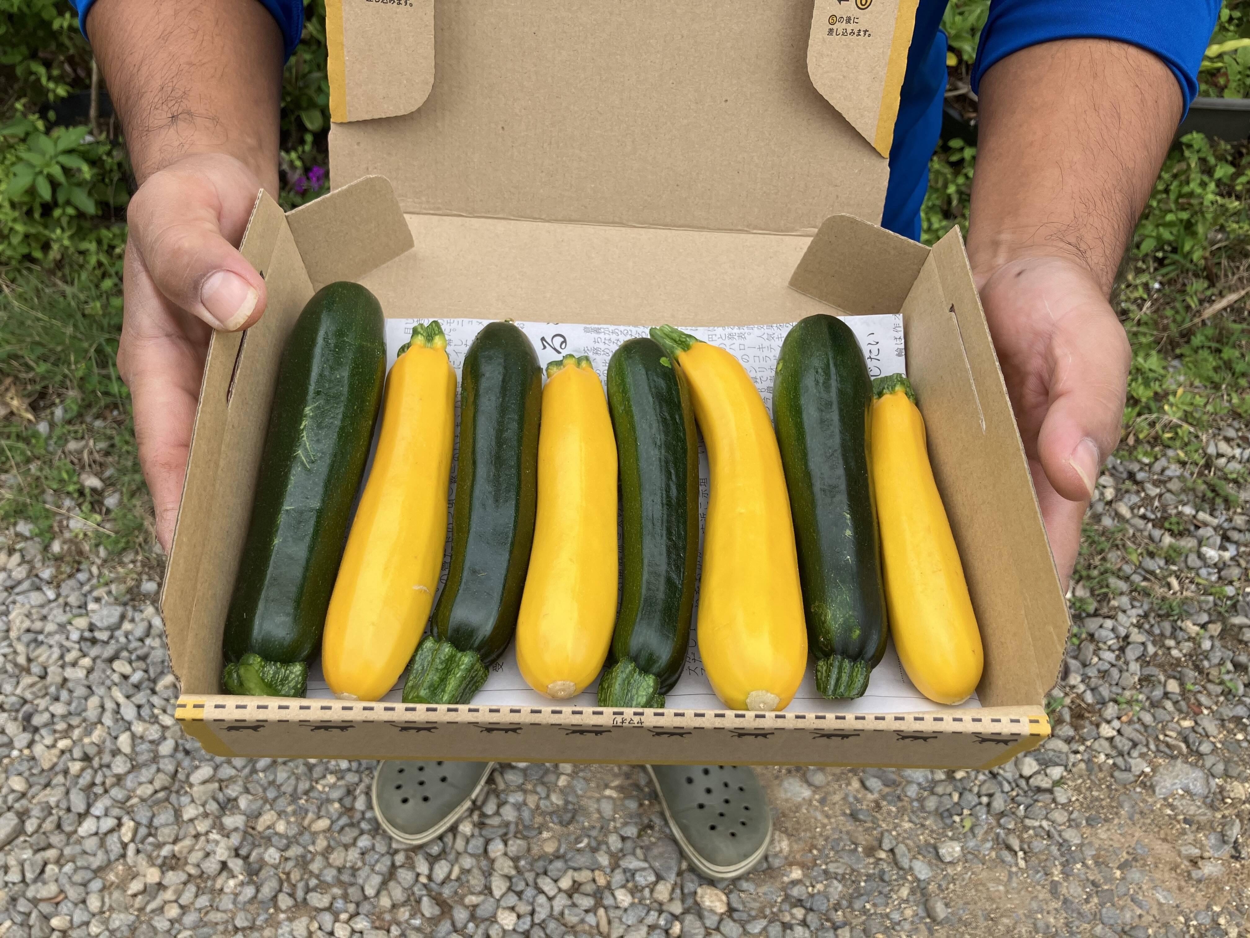 色鮮やか💛石垣島産ズッキーニ 不揃い7〜8本入り：沖縄県産の品種