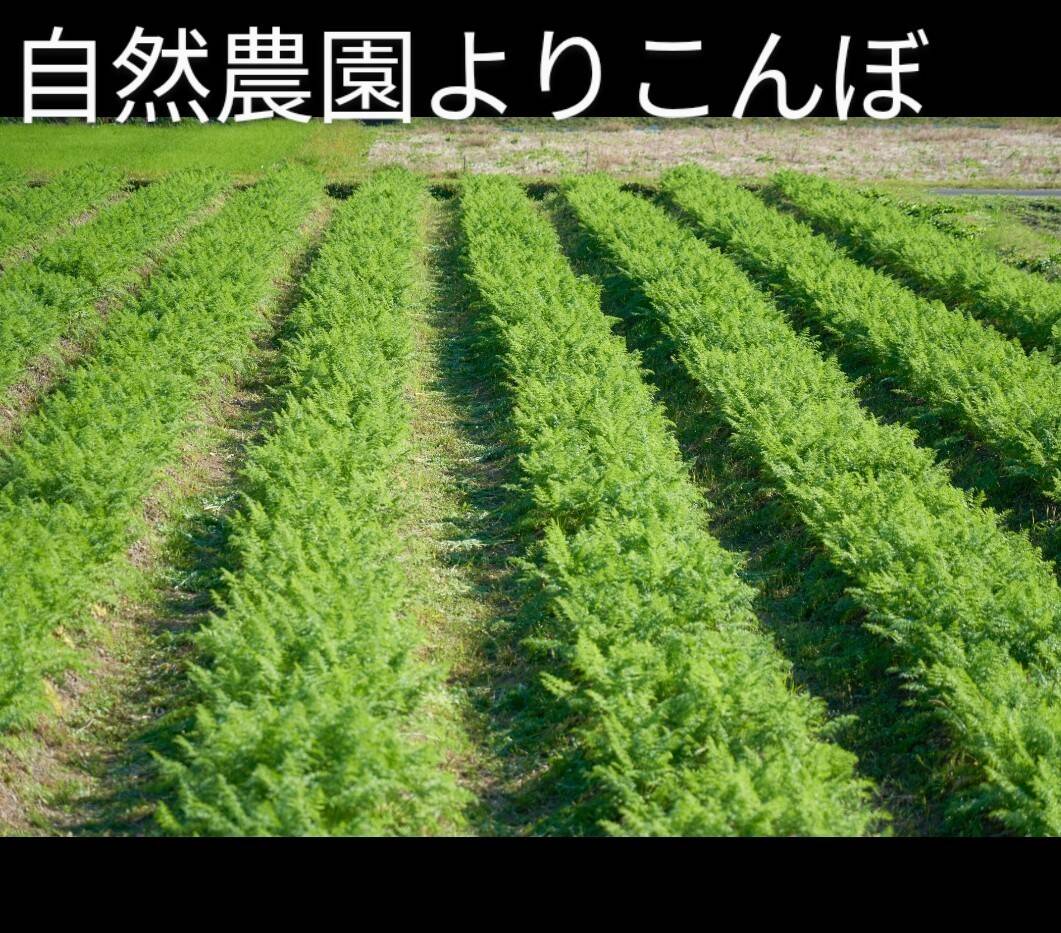 自然農園よりこんぼの紹介 高知県 食べチョク 農家 漁師の産直ネット通販 旬の食材を生産者直送