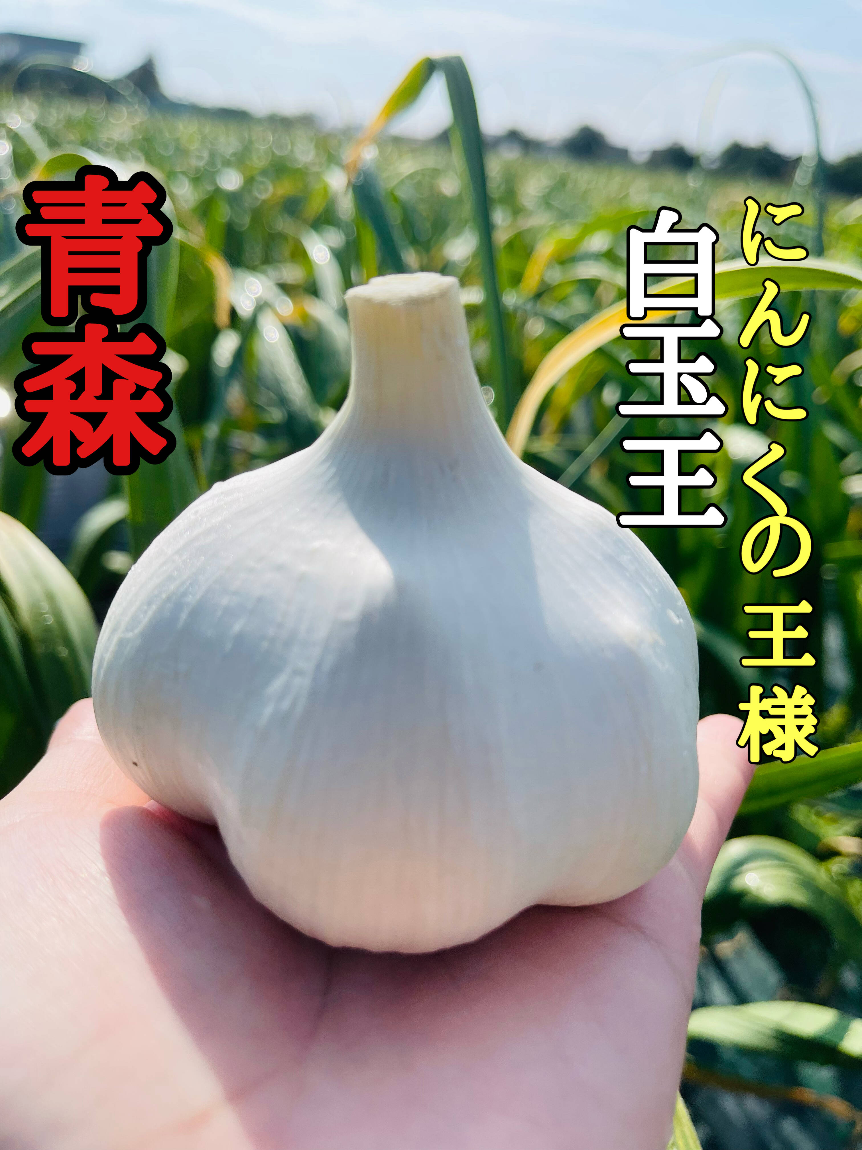 ラスト1箱】青森にんにく『白玉王』1キロ（月1000箱売れてます