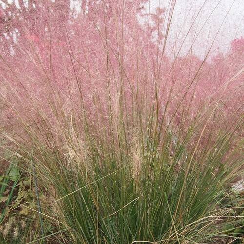 2個セット ミューレンベルギア カピラリス オーナメントグラス