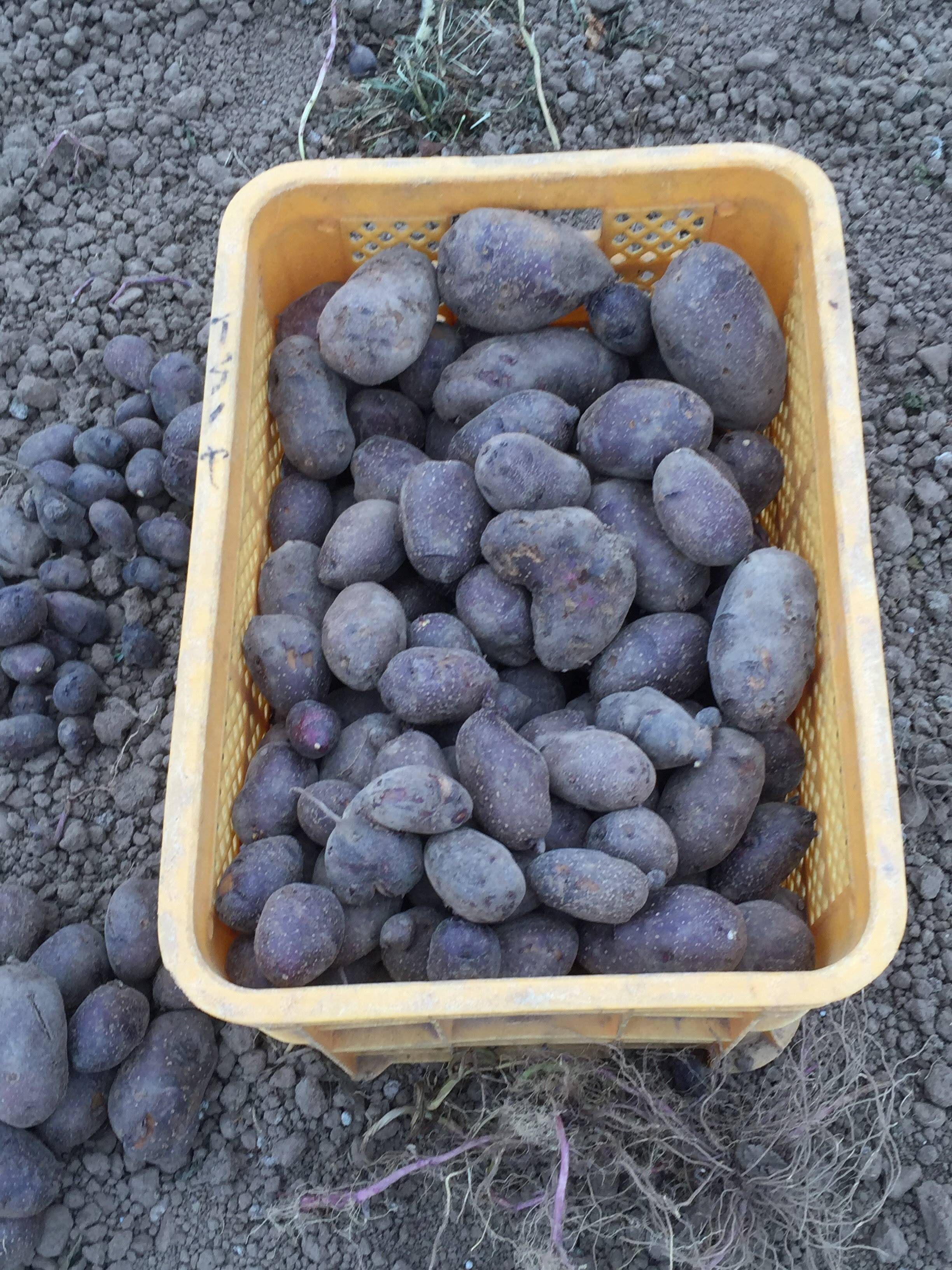 大地が育んだ黒紫の奇跡！ジャガイモ・タワラマゼラン、10㎏ 特別な