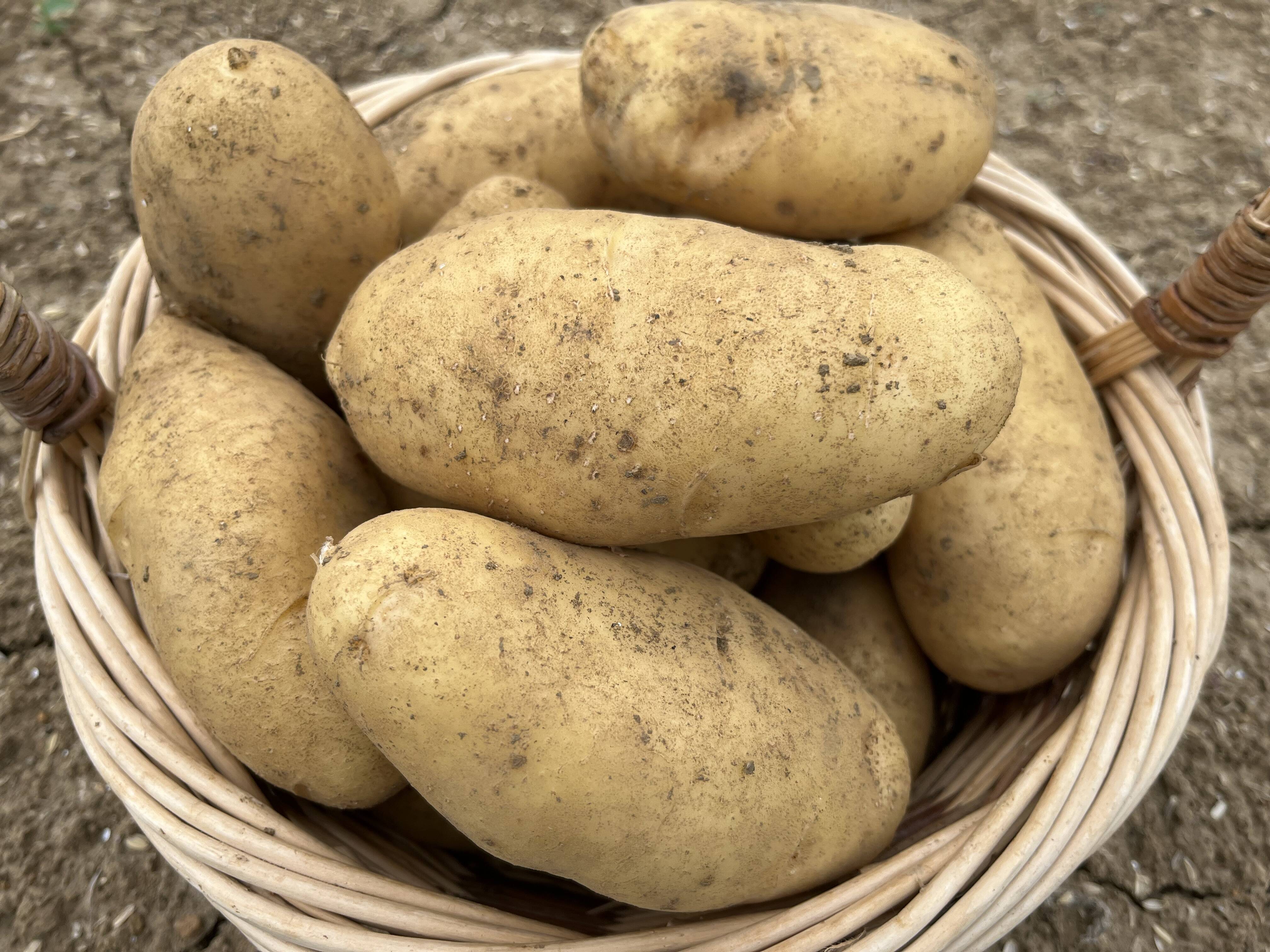 旬の新じゃが！「北海こがね」【農薬・化学肥料・除草剤不使用】（5kg