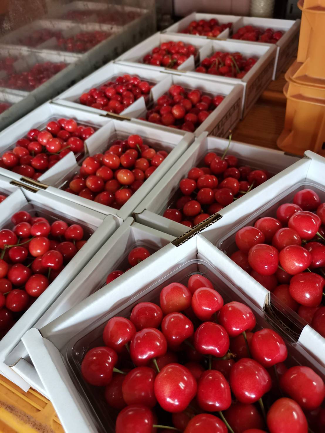 朝採れ直送 当園自慢の美味しさお届け♪】🍒山形県東根市産