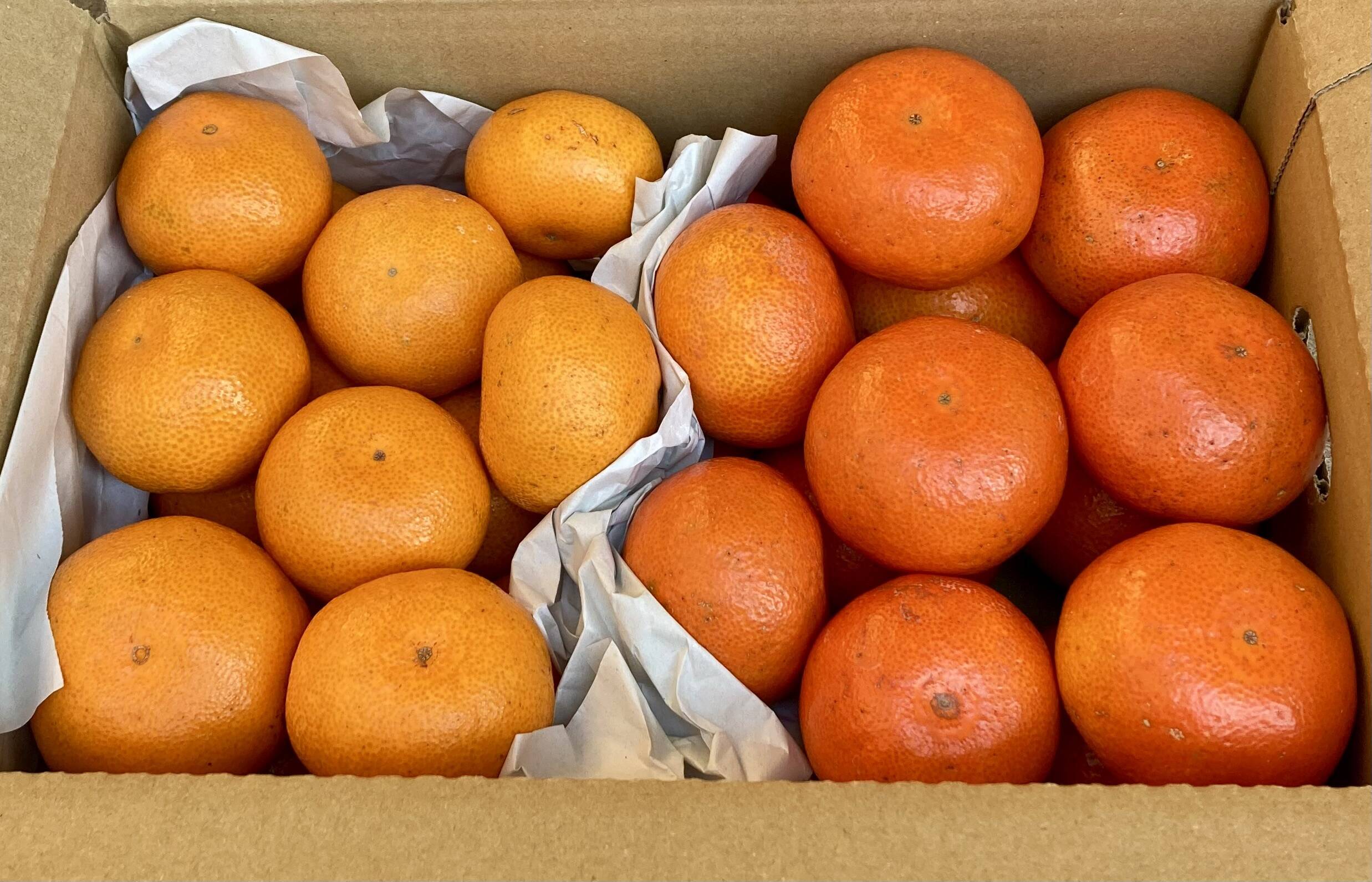 期間限定・食べ比べ】 バラエティーセットB （尾崎温州・小原紅早生