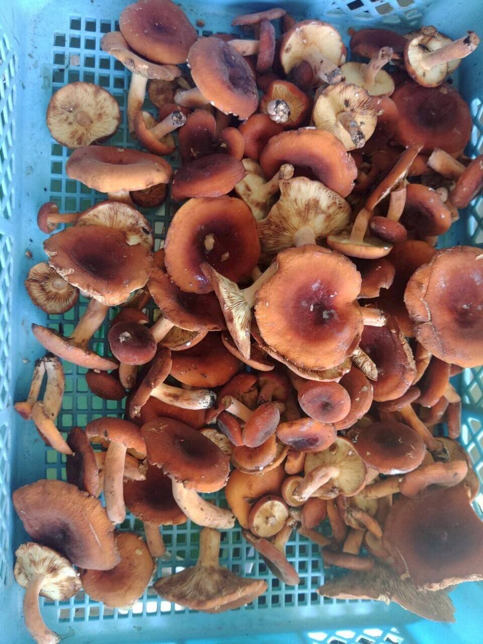 北海道産天然きのこチチタケtome3335様ご連絡ページ 天然茸】乳茸/チチタケ/チタケ/乳色のエキス濃厚な出汁/500g【無選別