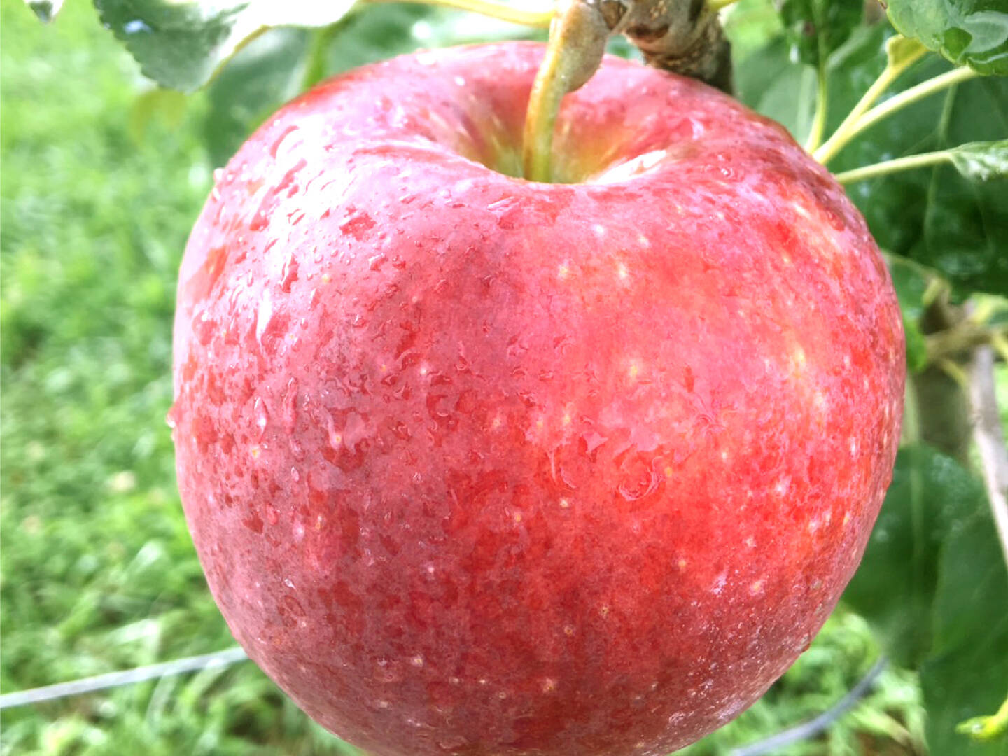 2026年予約】『シナノリップ』家庭用✨暑い夏にピッタリなジューシーな