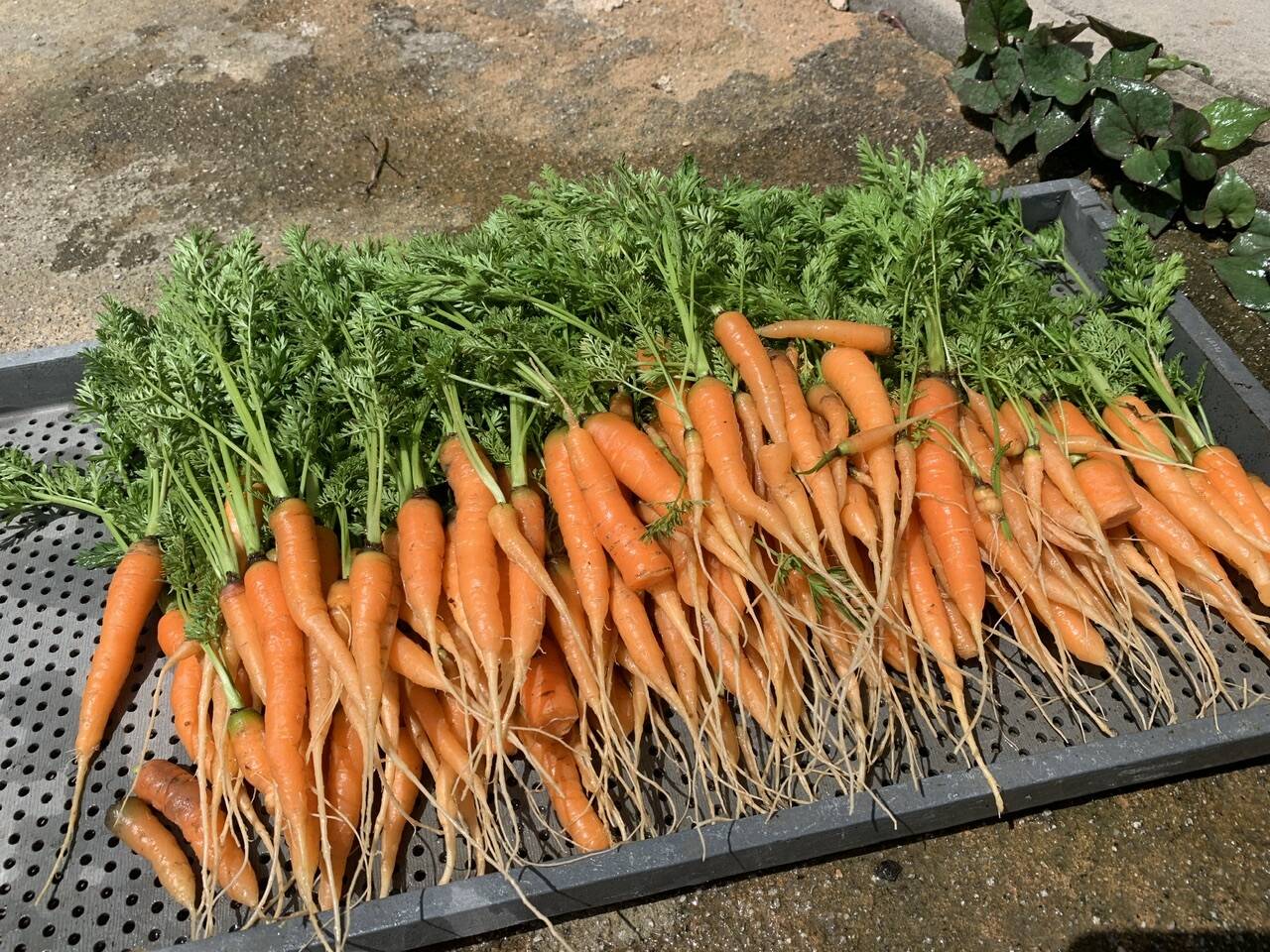 奥出雲産自然栽培間引きにんじん(1kg)：島根県産のその他にんじん