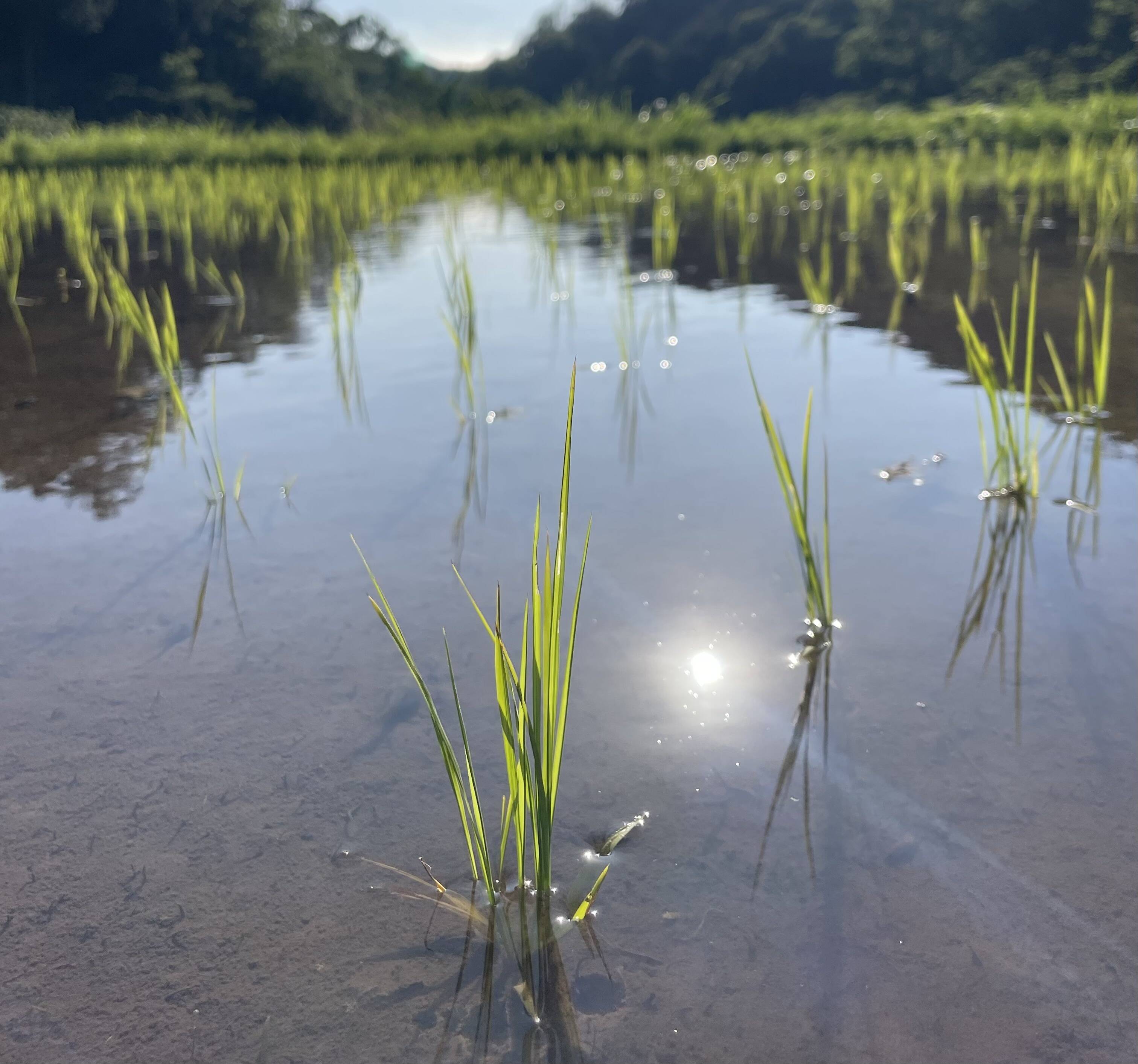 年末セール☃️コシヒカリ🌟島根県・山のお米！弥栄-玄米30kg-農薬不