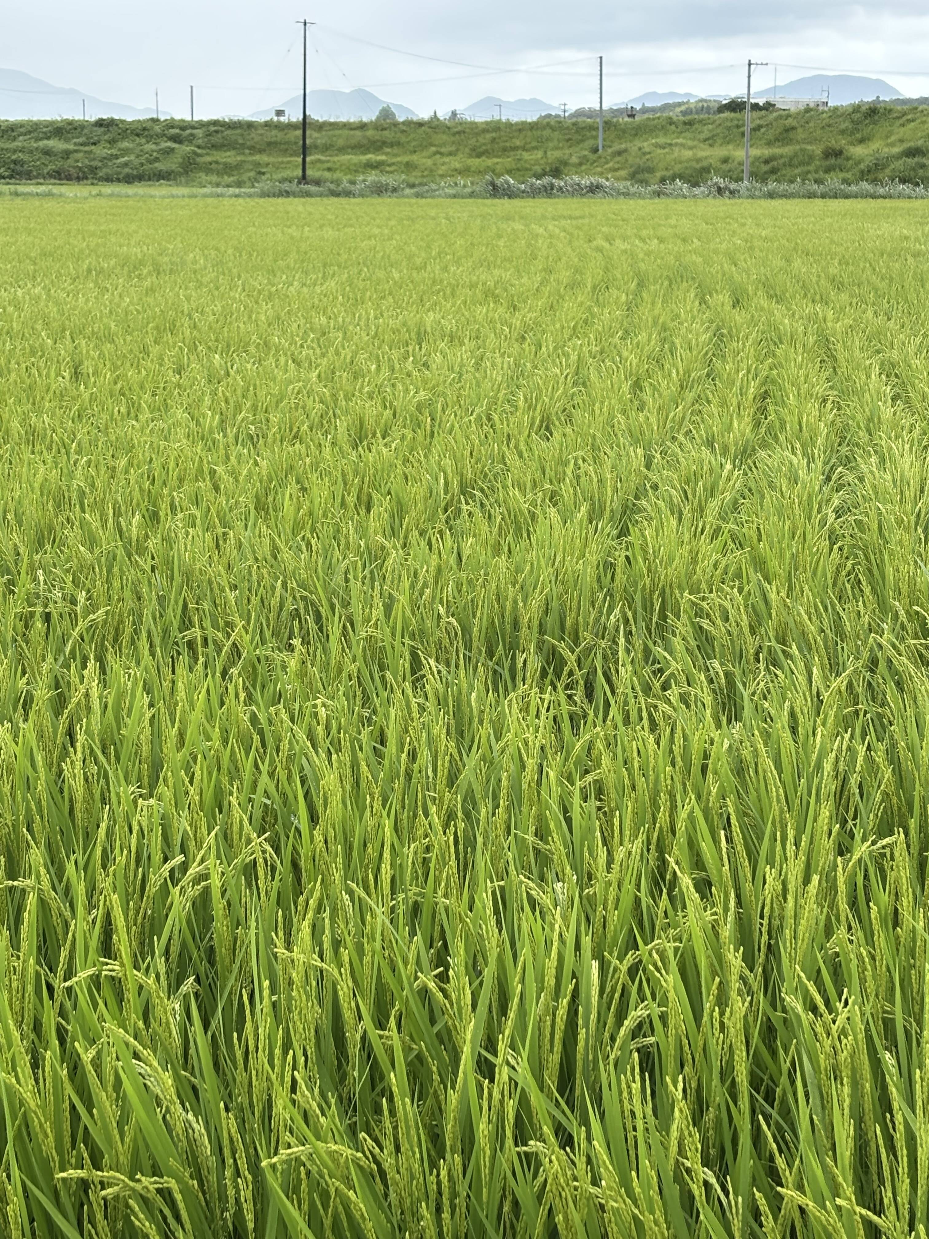 予約🌾令和8年高知県産コシヒカリ 玄米30キロ：高知県産のお米｜食べ
