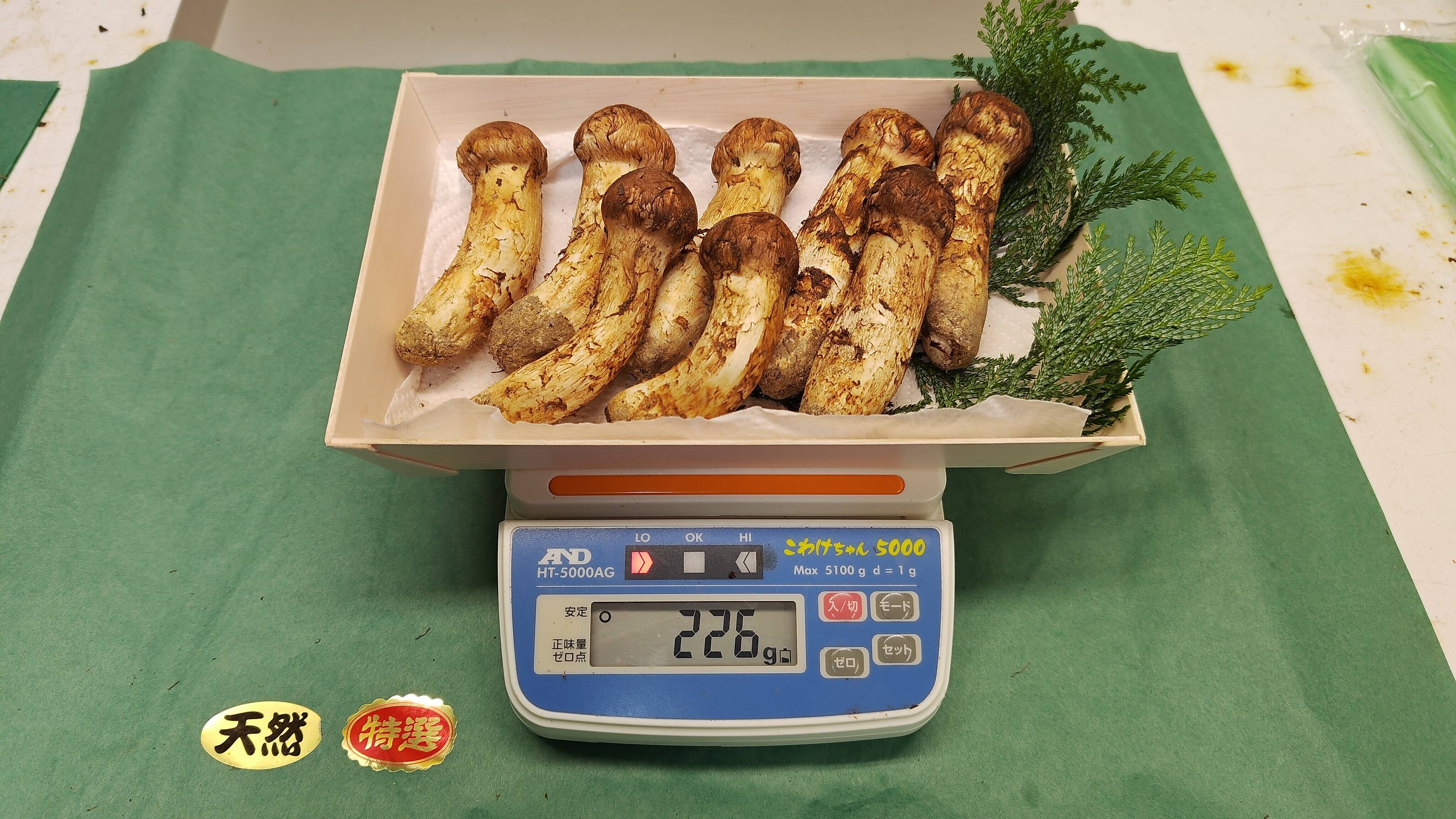 松茸　２２４グラム　１０月２９日採れ　特大 訳アリ超特価】「天然高級松茸不揃い」有名旅館・料理店で採用！味は