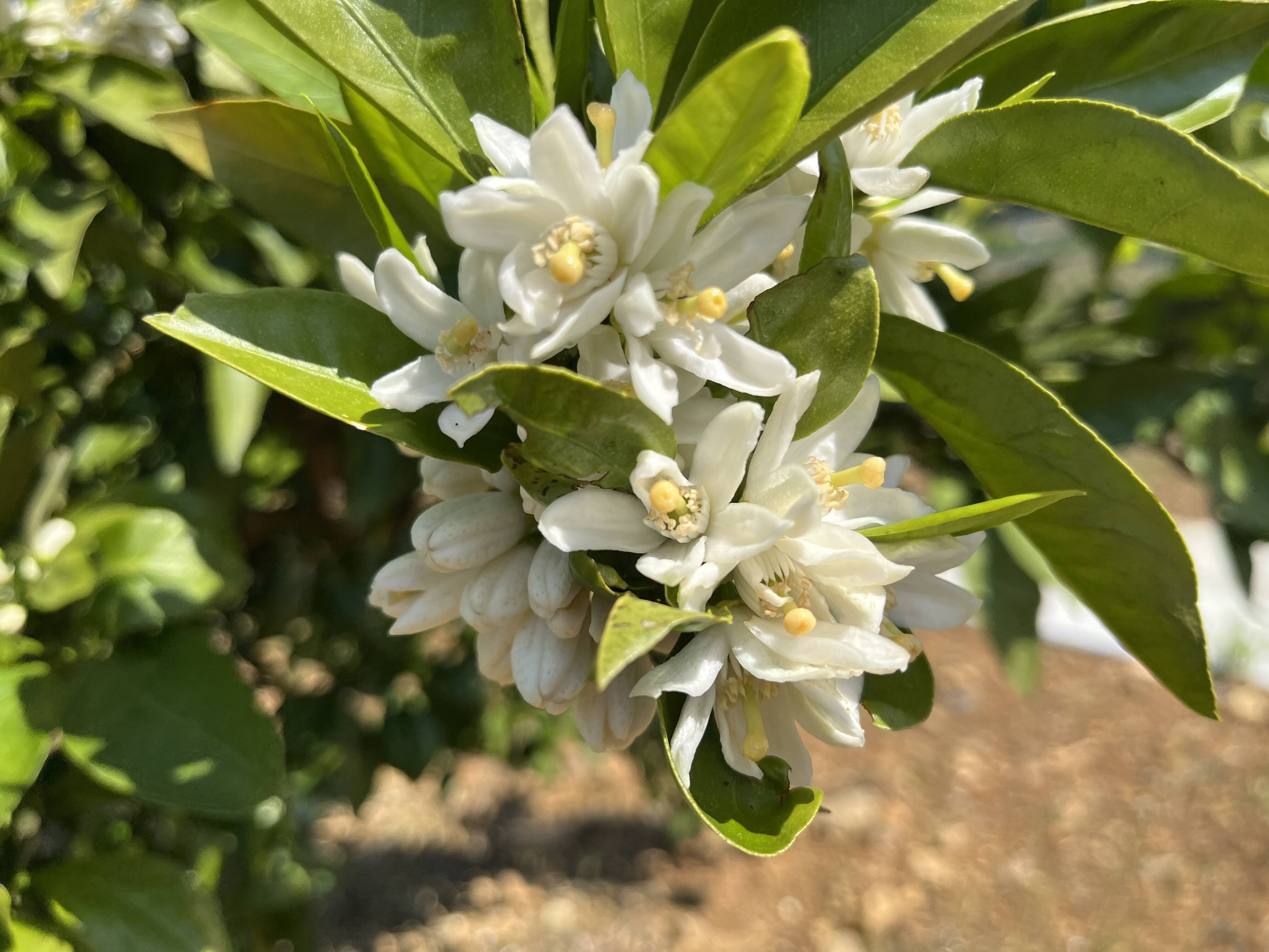 みかんの花が咲き始めました｜春から始まる、実りへの第一歩｜食べ
