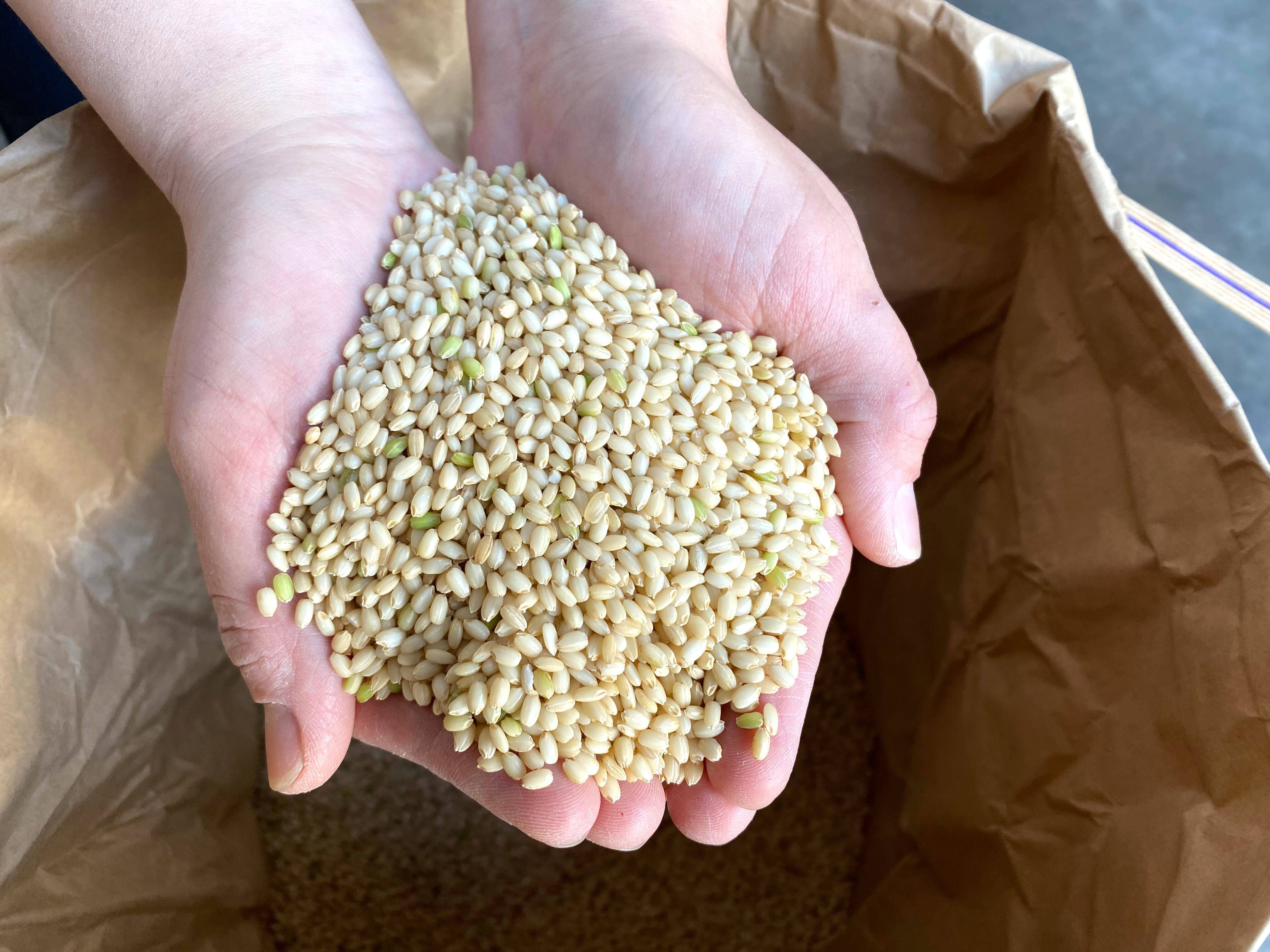 長野県産 れんげ米 玄米・2kg 通販