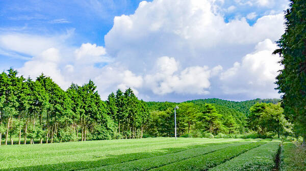 🍴 Eat choku ｜ Toyota City, Aichi Prefecture Ishikawa Tea