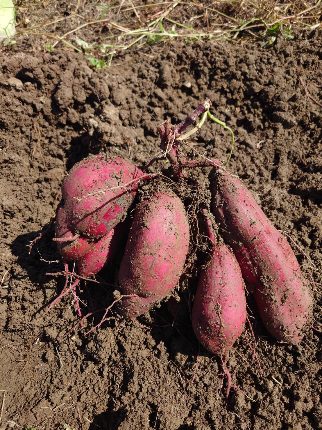 サツマイモ切苗 500本 ハロウィンスウィート ハロウィンスウィート