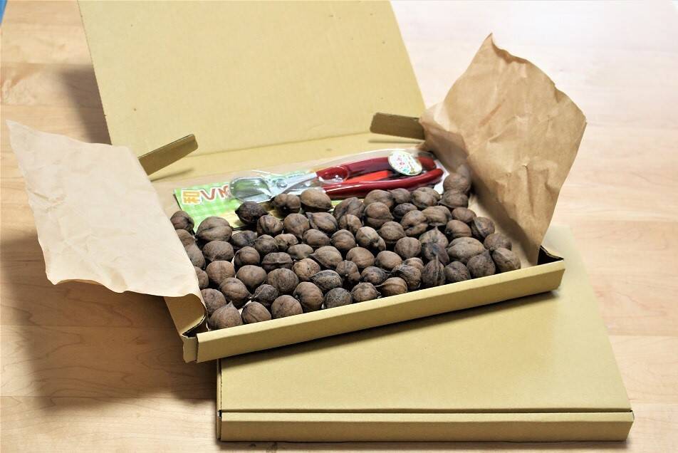 姫クルミ 年末セール中 国産 天然 殻付き 姫クルミ 鬼クルミ 食べ比べセット