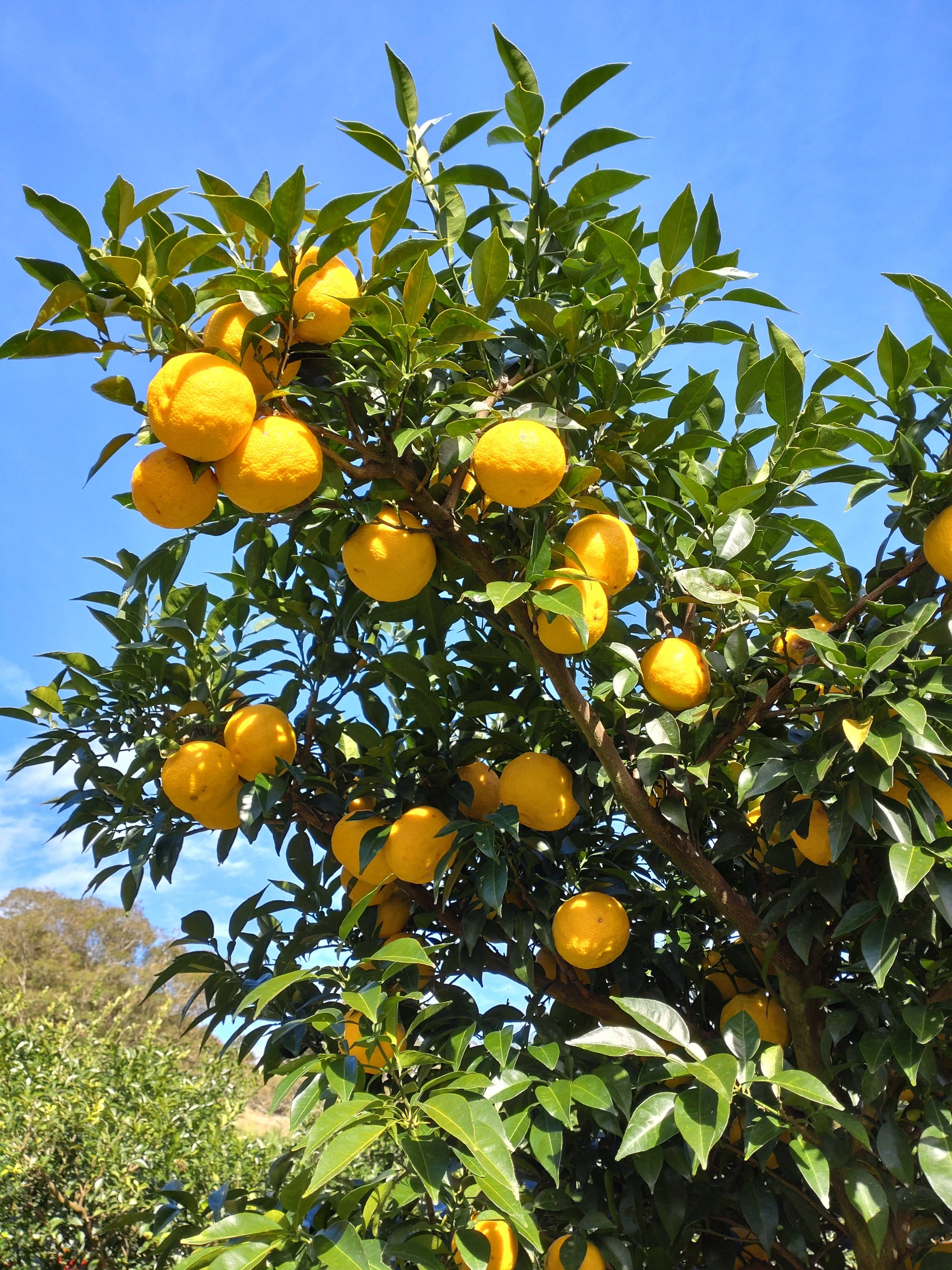 ゆず。 ☆高知県産ゆず☆ 1㎏：高知県産のみかん・柑橘類｜食べチョク｜産地