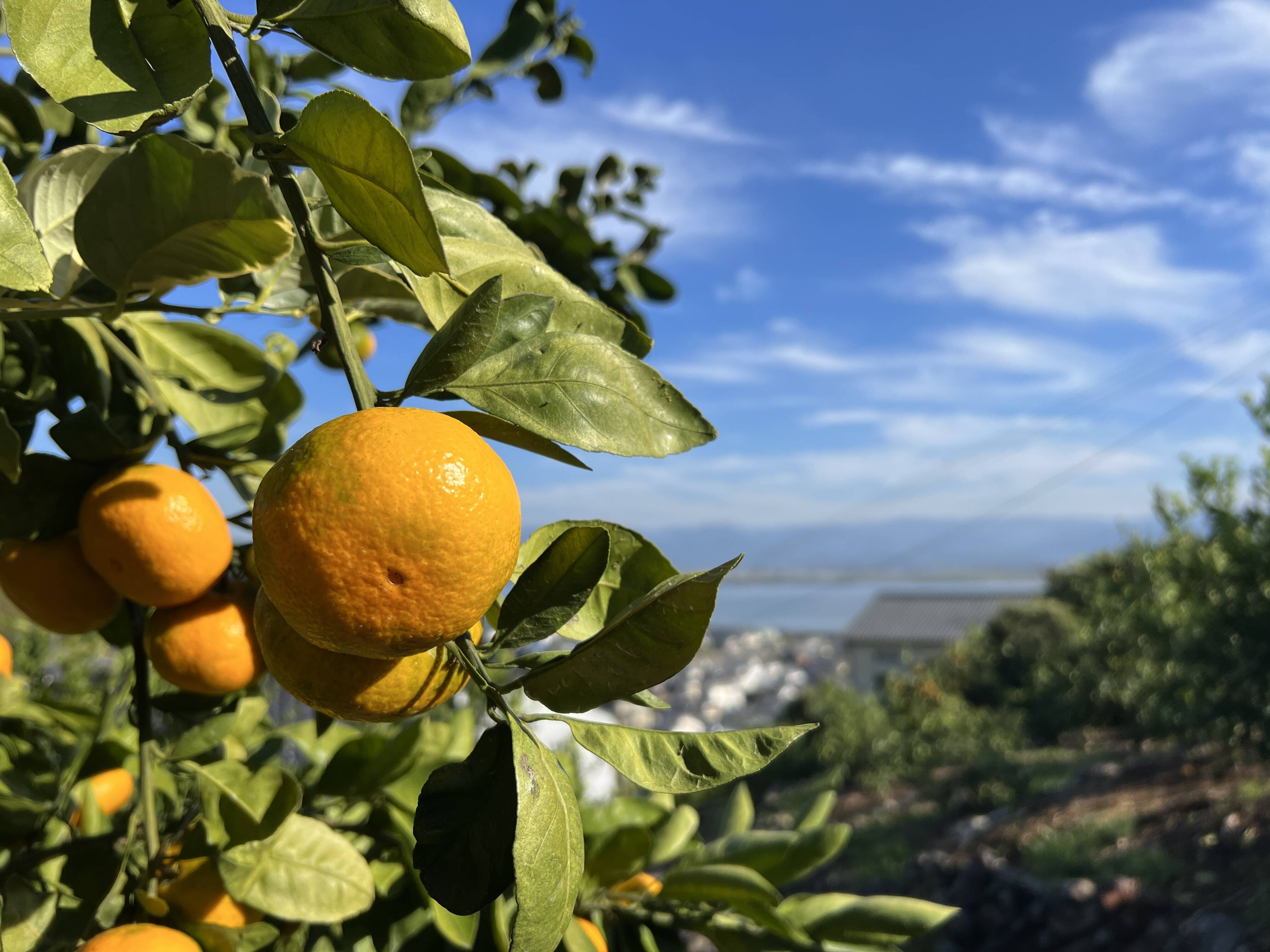 のむちゃん農園へのレビュー・商品：熊本県｜食べチョク｜産地直送