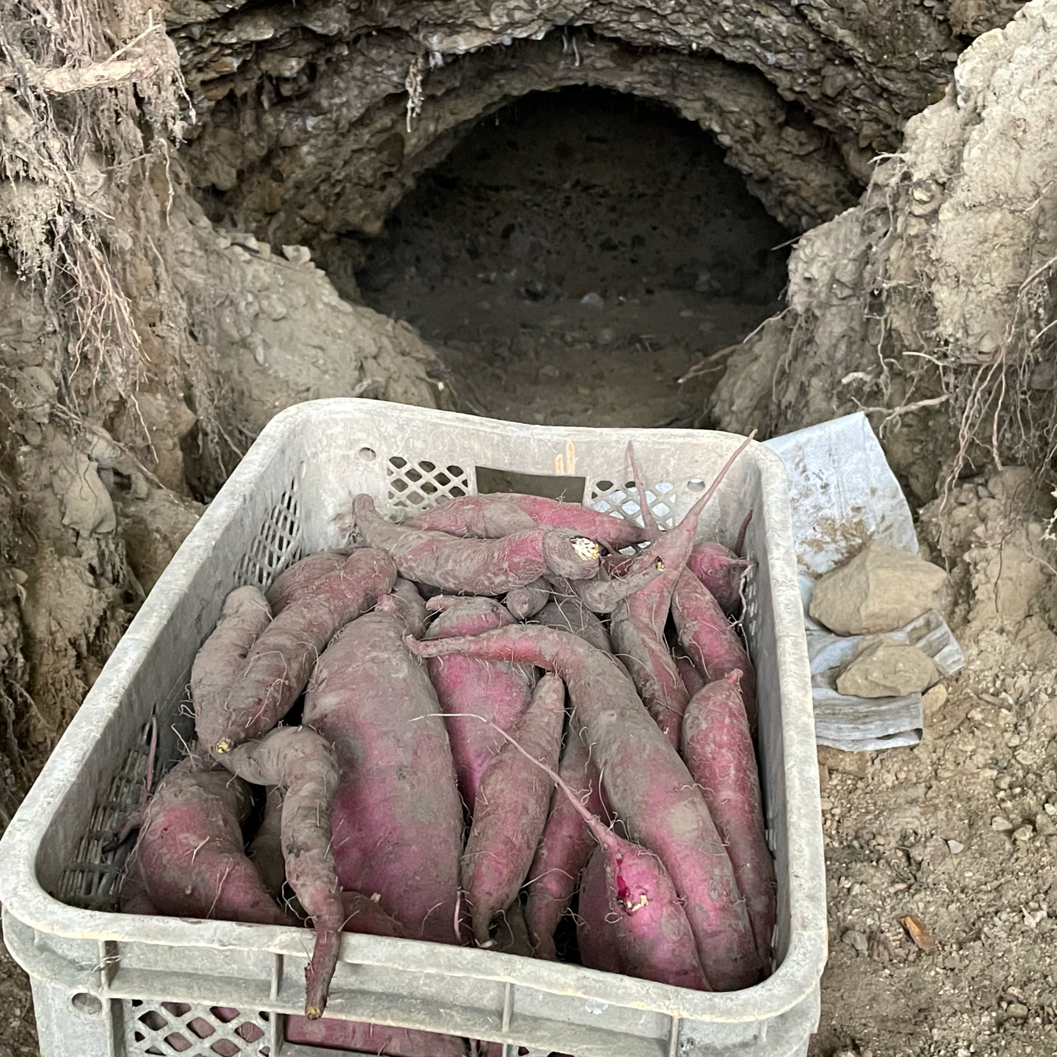 洞窟さつまいも 紅あずま 10kg 新芋 熟成1ヶ月:東京都産のベニアズマ 洞窟さつまいも 紅あずま 10kg 新芋 熟成1ヶ月:東京都産のベニアズマ