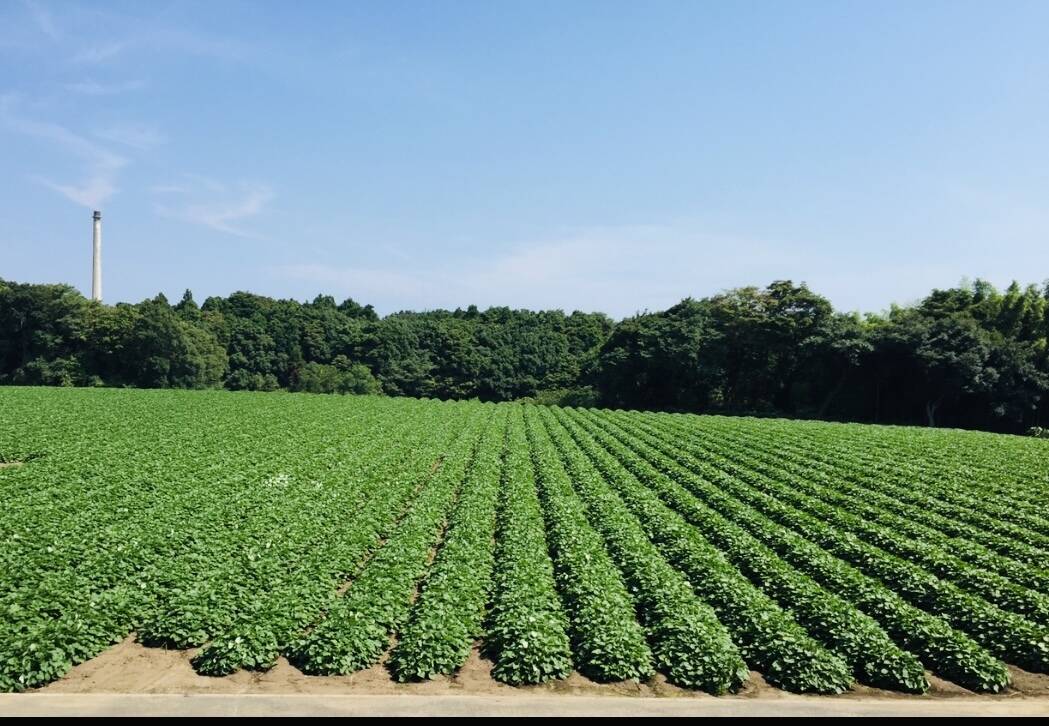 オオスガファームへのレビュー・商品：茨城県｜食べチョク｜産地直送