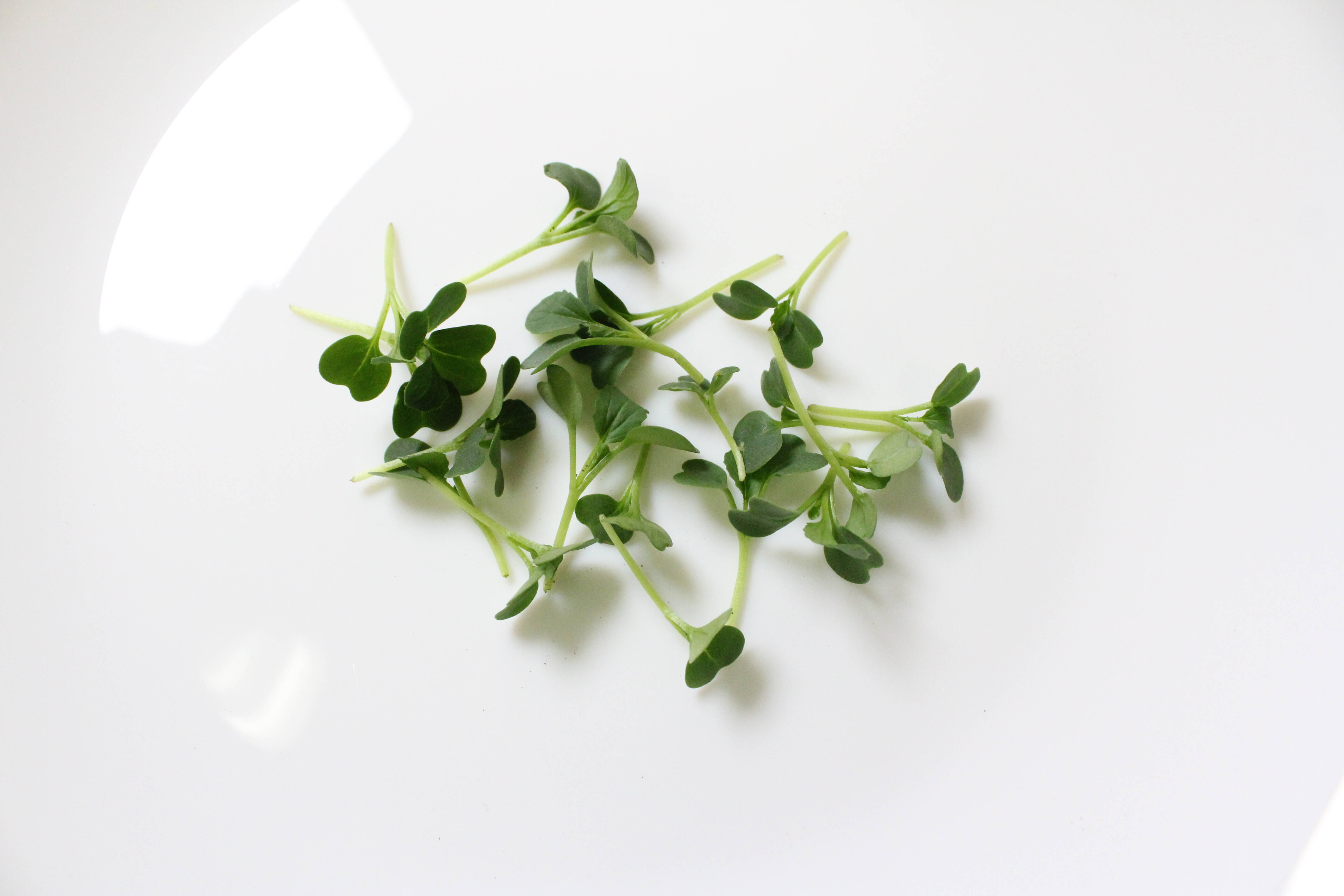 マイクロリーフピノグリーン [土耕/有機栽培 18g・5パック]：茨城県産