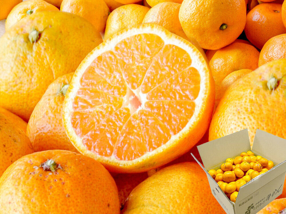 【みかんさん専用】QiCycle 本国版 ジャンク みかんさん専用】QiCycle 本国版 ジャンク