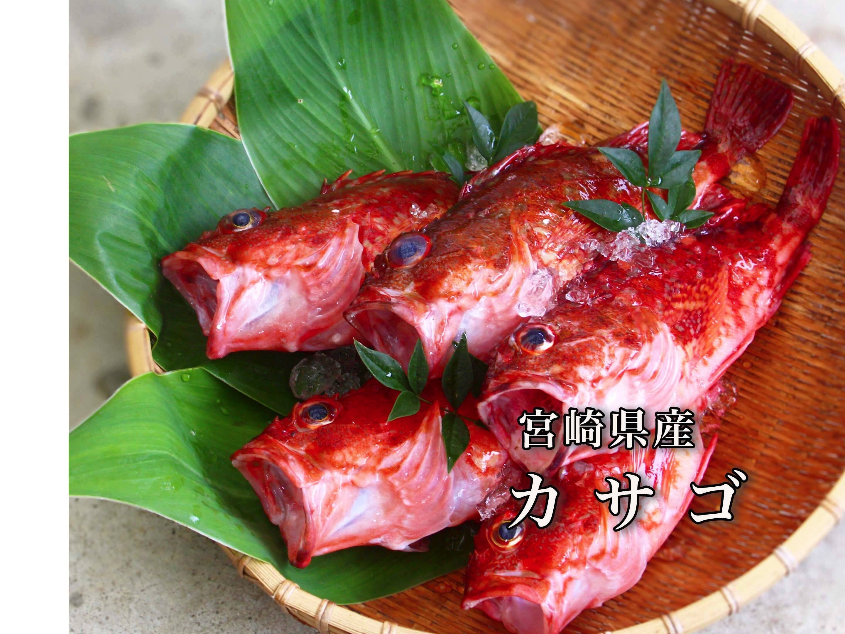 送料分お値引中 料理の幅が広がる白身魚 カサゴ 1kg 宮崎県産 食べチョク 農家 漁師の産直ネット通販 旬の食材を生産者直送