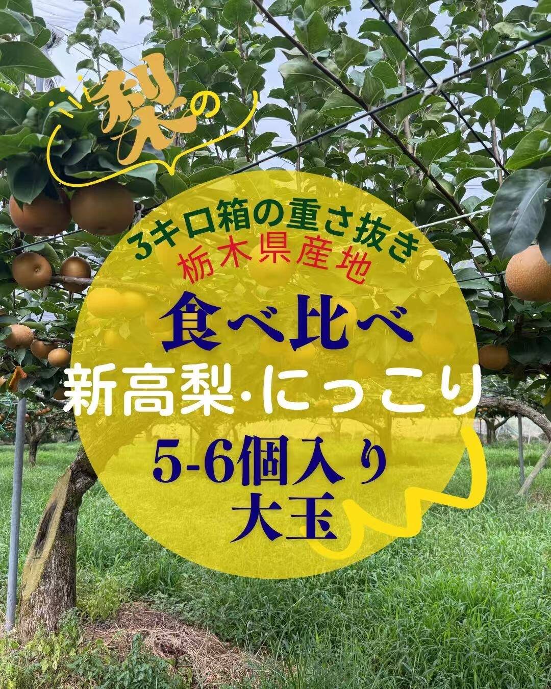 新高梨 にっこり梨 食べ比べセット 栃木産 3キロ(5-6個)：栃木県産の新