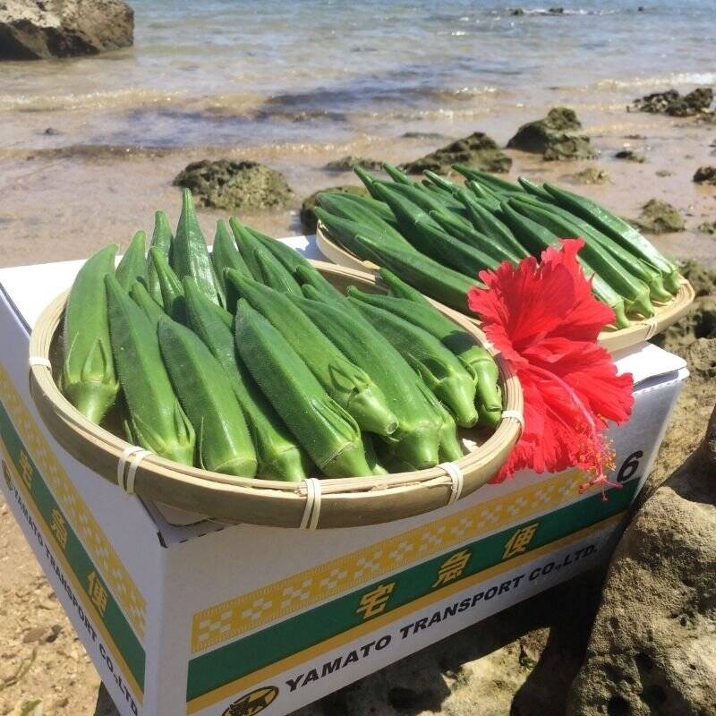 ☆限定販売☆おもわずパクっと！石垣島産 オクラ スペシャルSサイズ1.2㎏：沖縄県産の野菜｜食べチョク｜産地直送(産直)お取り寄せ通販 -  農家・漁師から旬の食材を直送