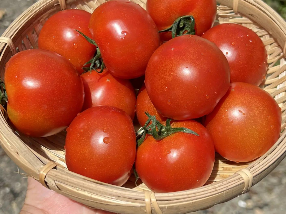 夜市限定】【とまほっぺ】フルティカトマト 1kg｜愛媛・久万高原直送