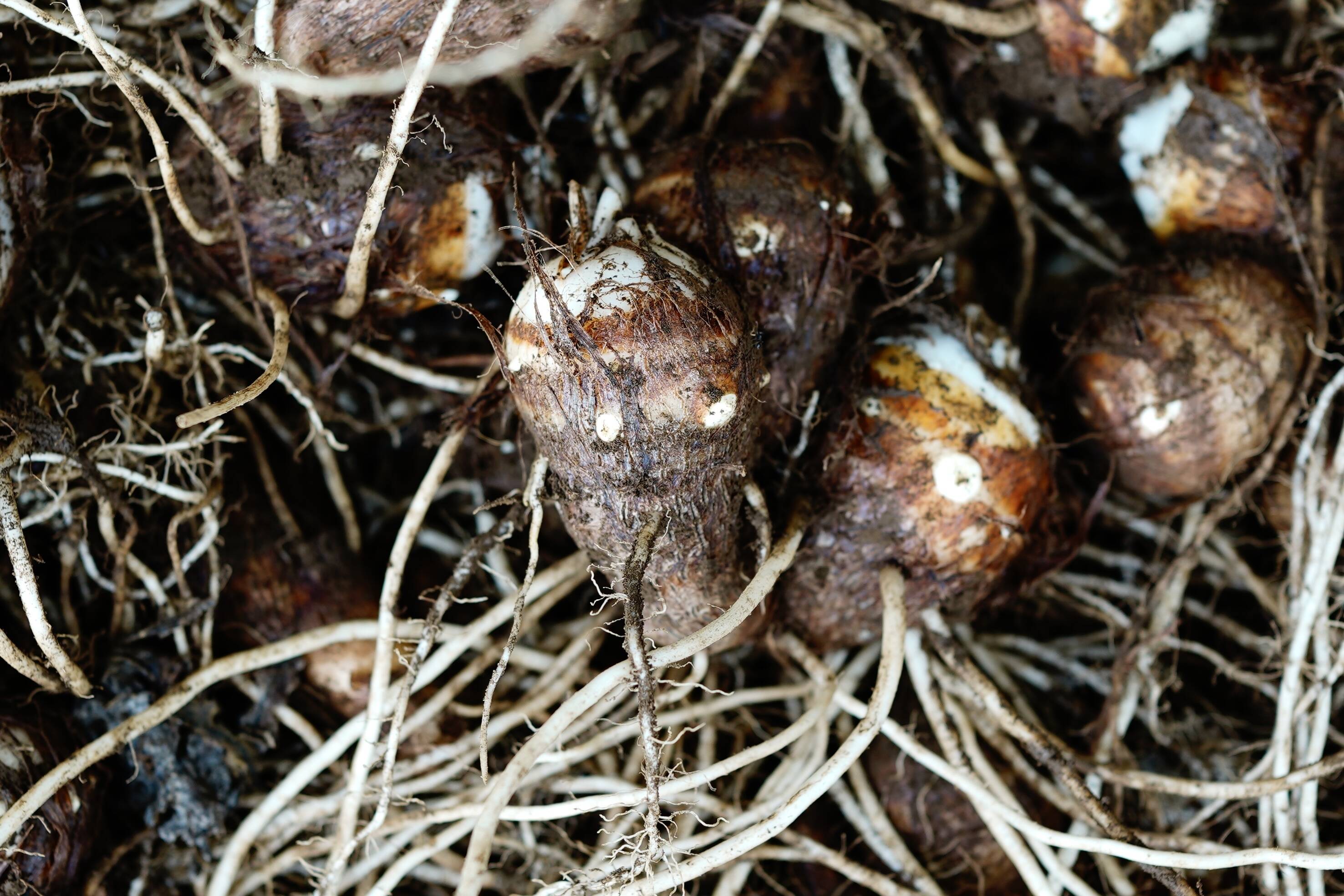 今が旬】絶品！ねっとりなめらか舌触り！ 千葉県産 里芋「土垂」2kg