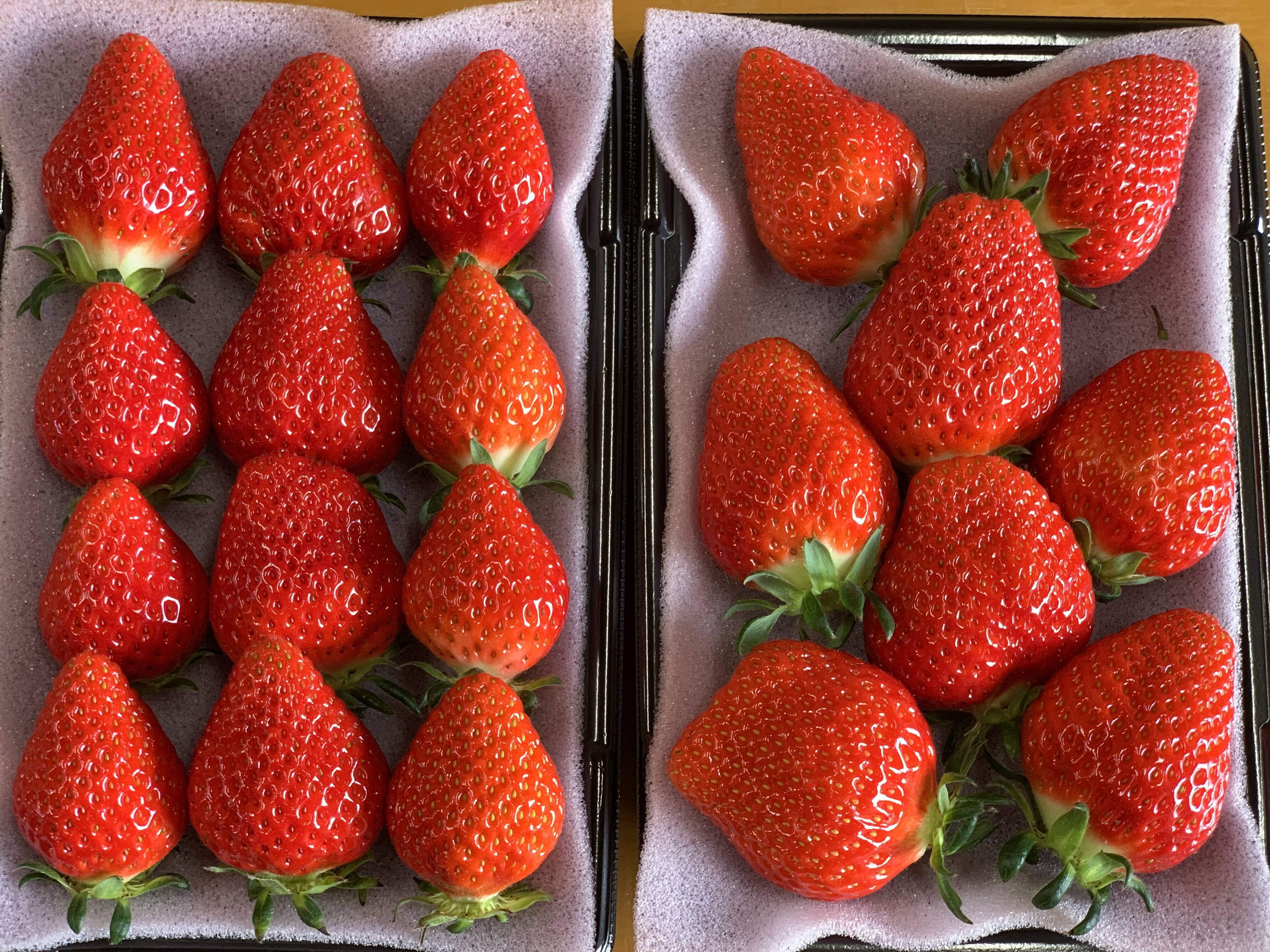 新品種べにたま】4パック(1Kg) ついに解禁🍓：埼玉県産のべにたま