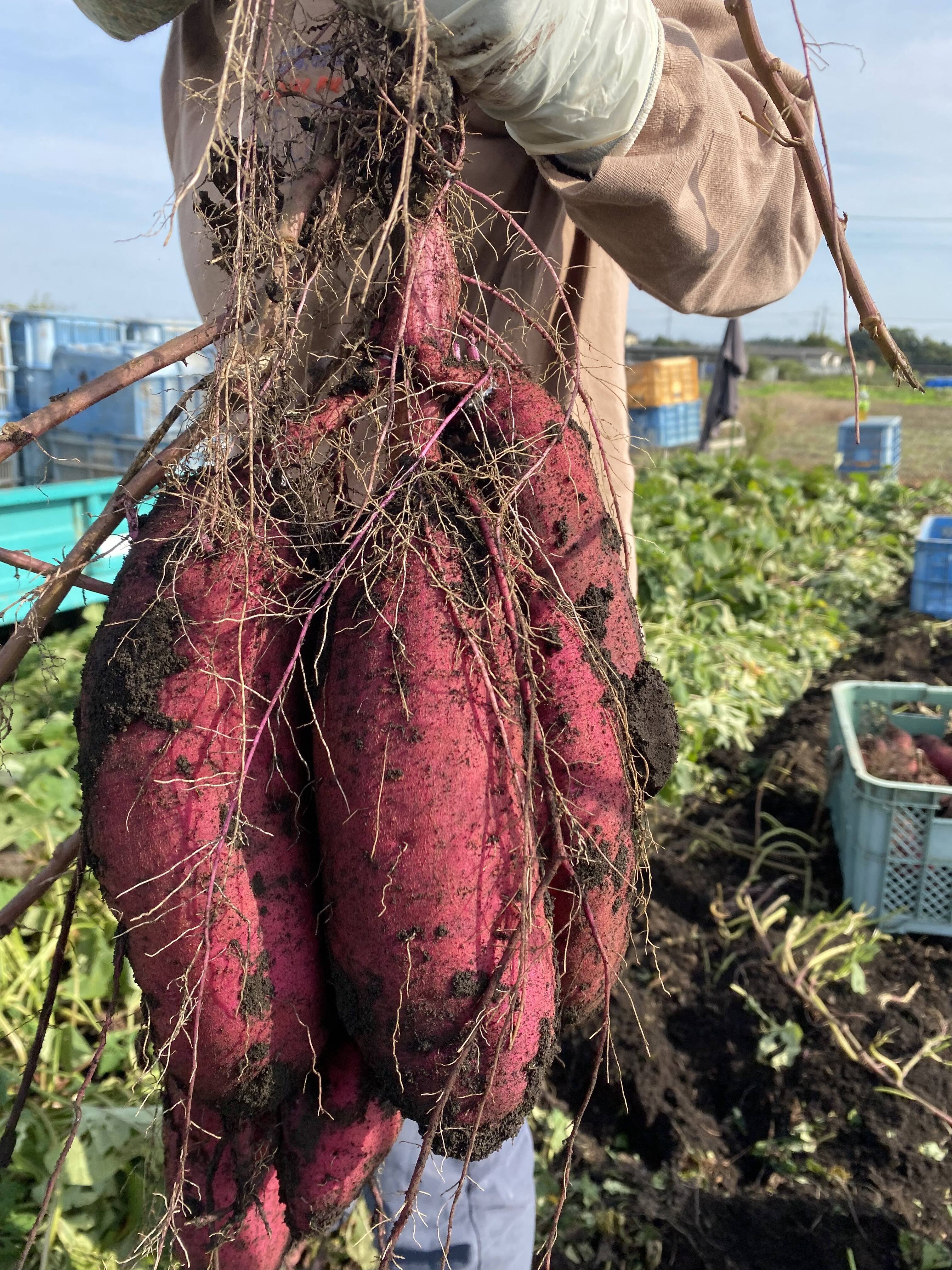 ⭐︎10kg⭐︎熟成！蜜たっぷり紅はるか！：茨城県産のべにはるか｜食べチョク｜産地直送(産直)お取り寄せ通販 - 農家・漁師から旬の食材を直送