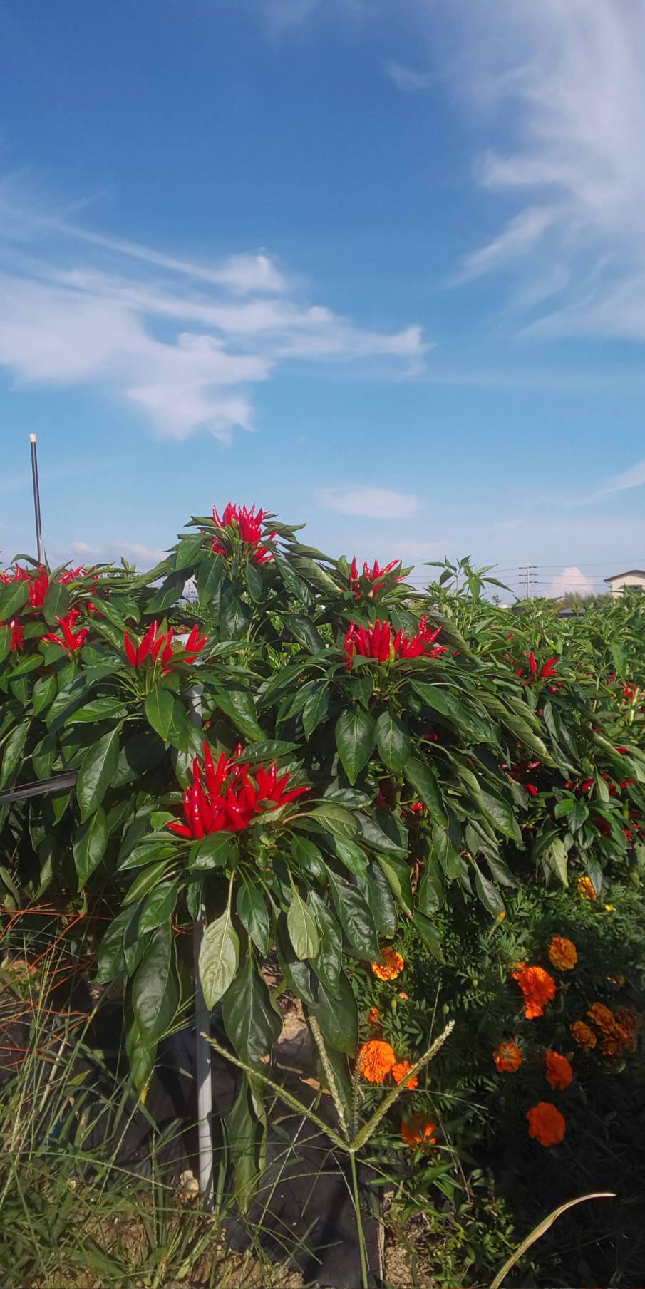 国産唐辛子🌶鷹の爪(乾燥)🌶100g：兵庫県産の加工品｜食べチョク｜産地