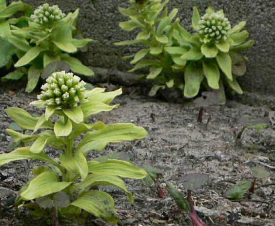 天然山菜 秋田の伸びたふきのとう300g（予約販売）世界遺産白神