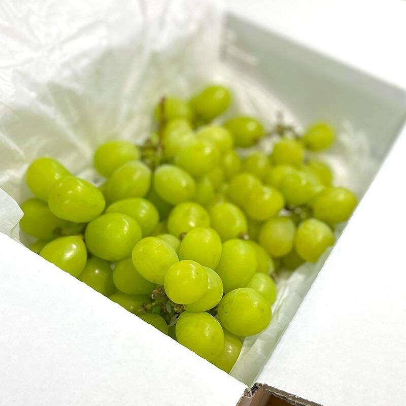 シャインマスカット5kg 詰み落とし訳ありバラ粒【冷蔵発送】 シャインマスカット 粒 約1.2kg 訳あり ぶどう 粒カット | 山梨県山梨