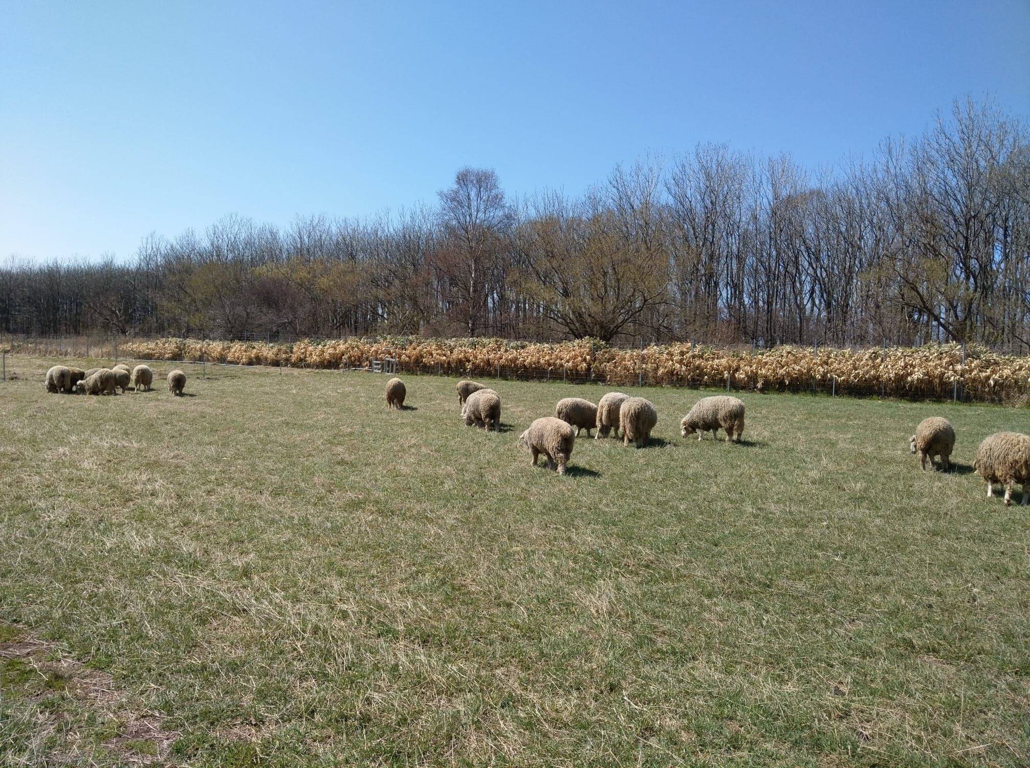 石狩ひつじ牧場 北海道 の紹介 北海道 食べチョク 農家 漁師の産直ネット通販 旬の食材を生産者直送