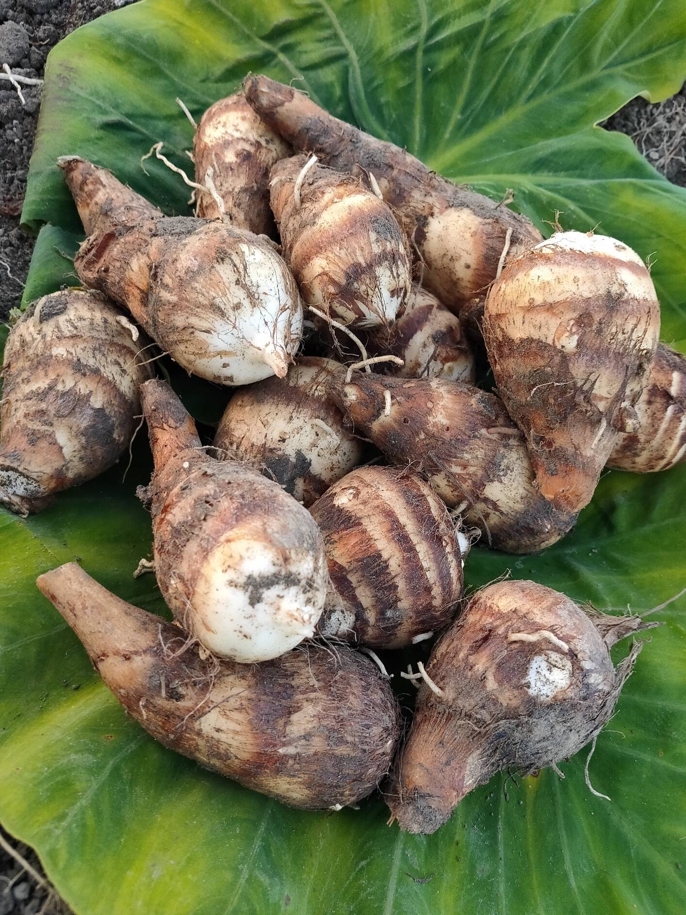 里芋最高級品種 伝統野菜【海老芋】孫芋サイズ(100g以下) 2kg：兵庫県