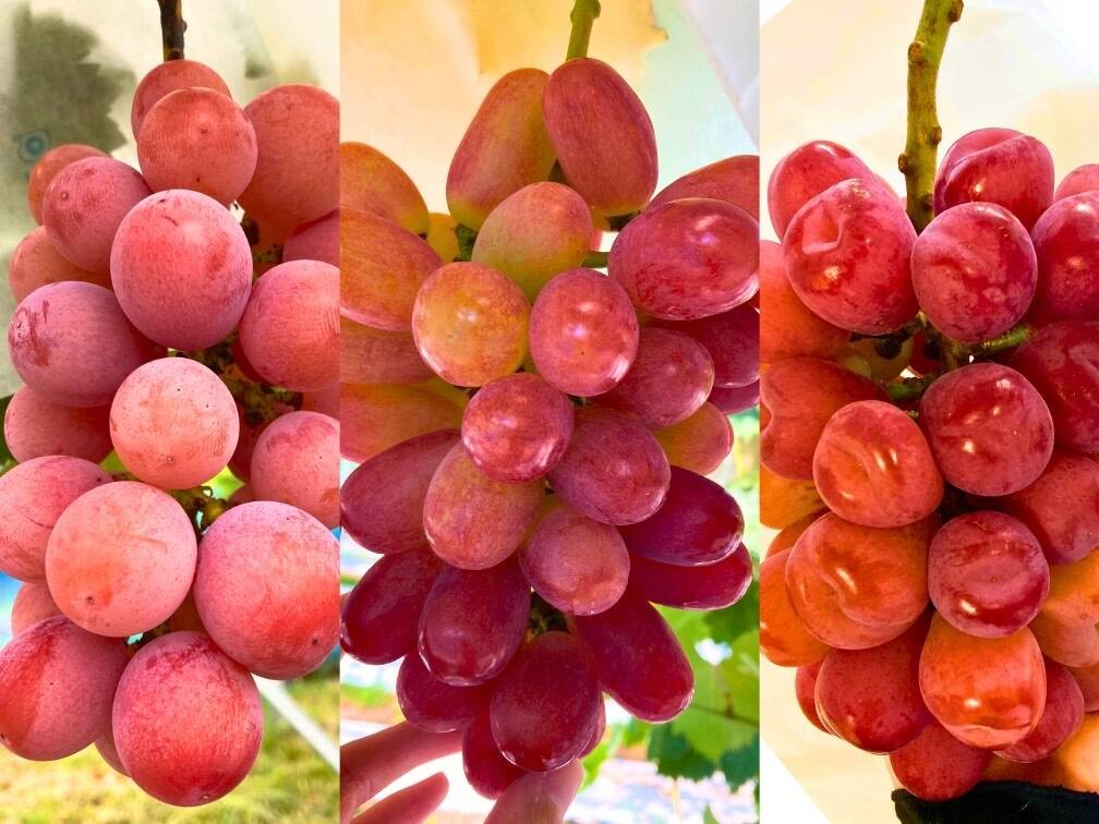 303.皮ごと食べられる新鮮紅提、紅ぶどう種あり箱込み8.5kg おすすめギフト>彩りあざやかな紅ぶどう3種セット：大阪府産のクイーン