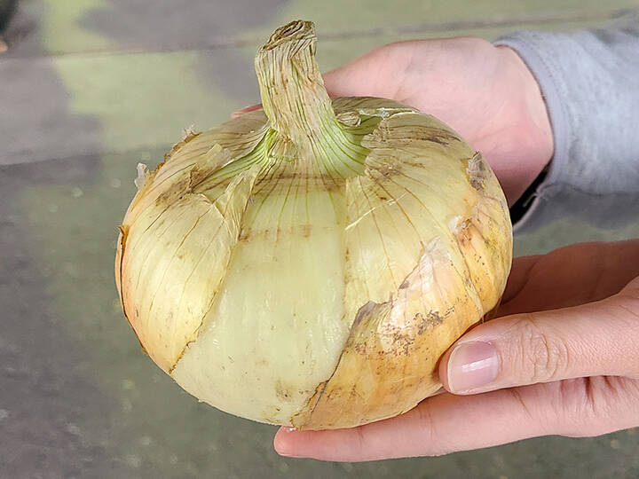 超大玉につき訳あり商品！】淡路島産新たまねぎ 20kg 兵庫県認証食品