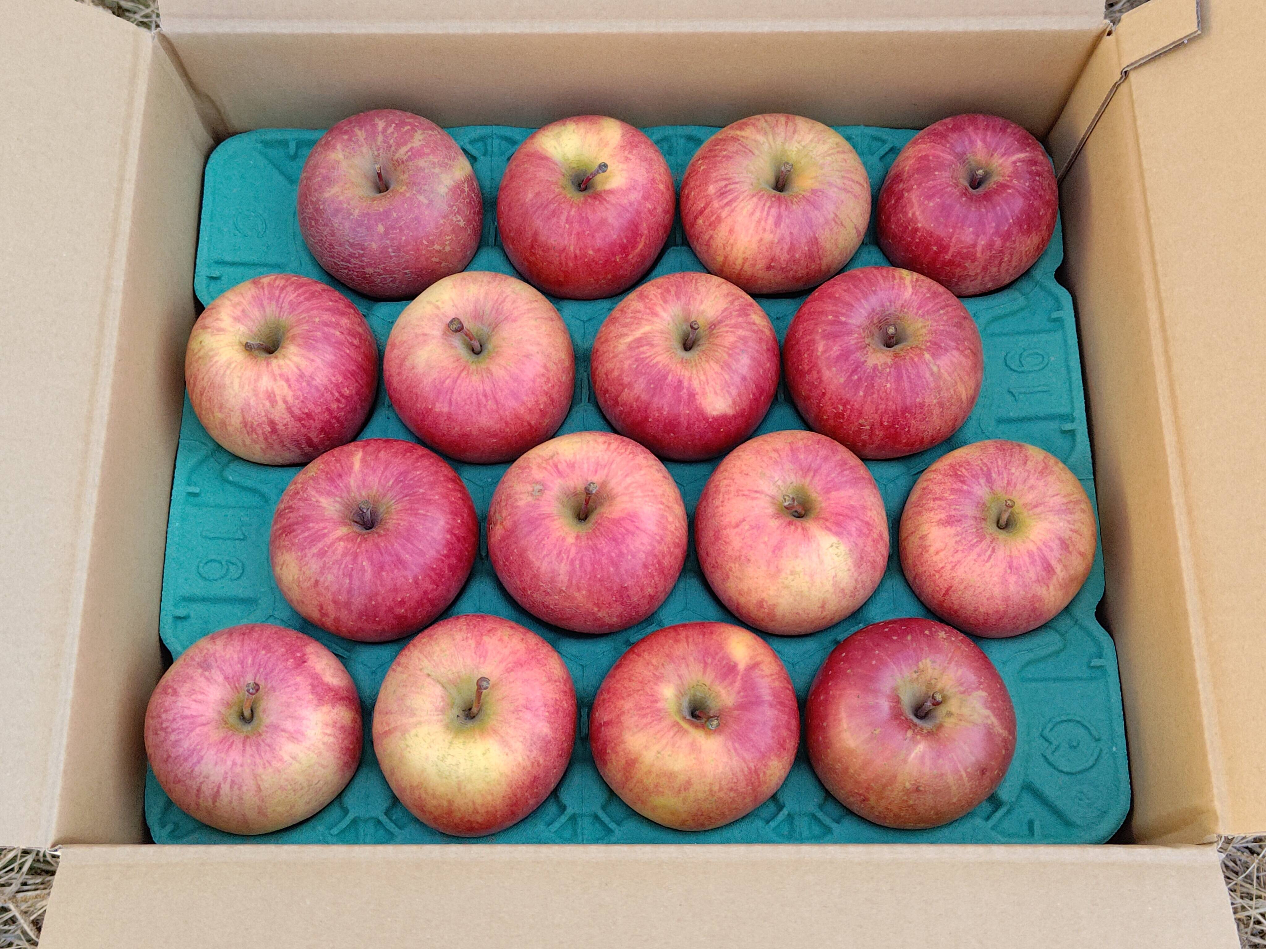 信州産葉とらずサンふじ家庭用5kg12〜16個入り 美味しさ重視のおすすめ