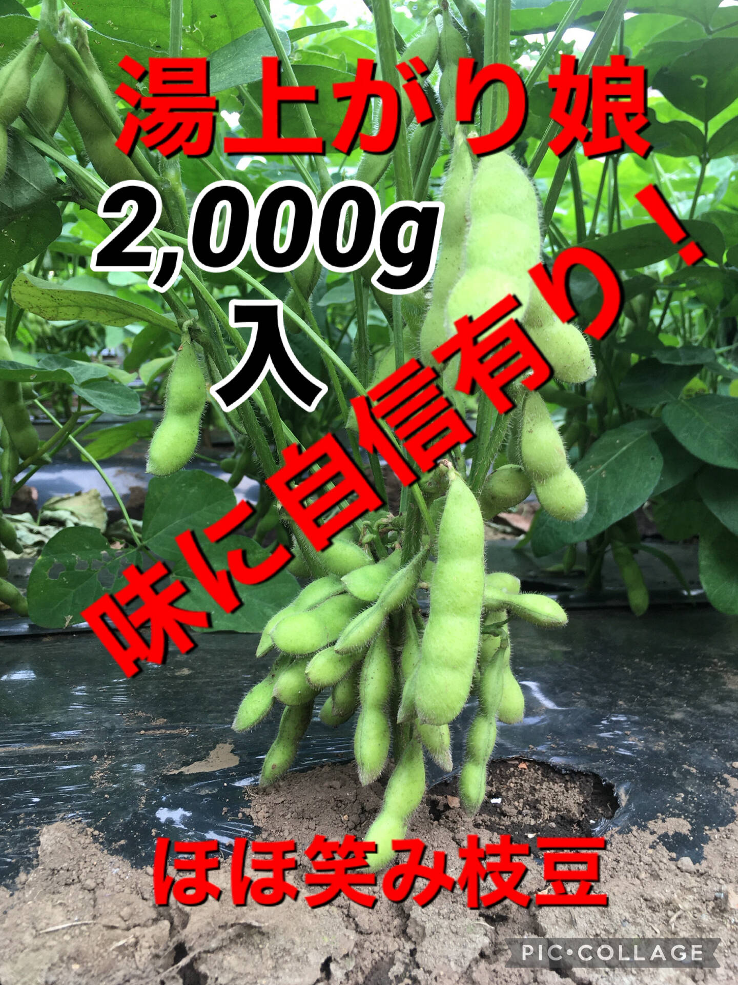 枝豆:「湯上がり娘」[横浜市内産]「たっぷり2,000g入」[名称:微笑み