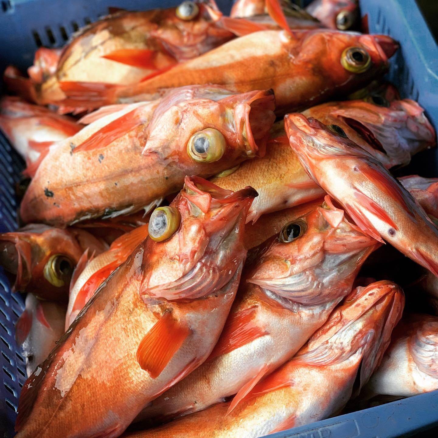 釣りたて ウスメバルbox 沖メバル 2キロ 高級魚 秋田県産の魚介類 食べチョク 産地直送 産直 お取り寄せ通販 農家 漁師から旬の食材を直送